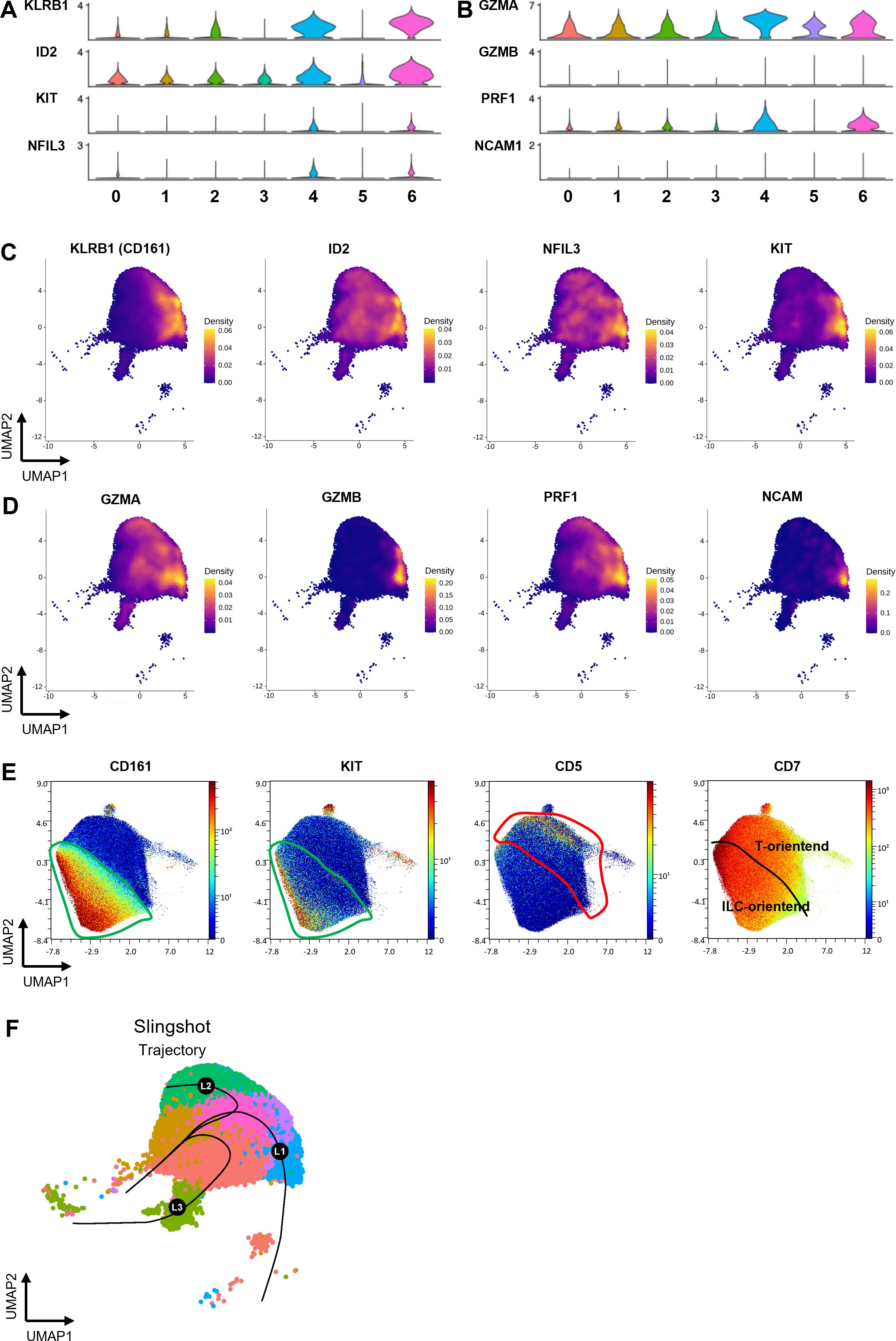 Violin plots and UMAP projections illustrate gene expression data and cell densities across various genes (KLRB1, ID2, KIT, NFIL3, GZMA, GZMB, PRF1, NCAM1). Panels C and D show density distributions on UMAP plots for these genes. Panel E presents additional UMAP plots with CD161, KIT, CD5, CD7 markers, showing T-oriented and ILC-oriented trajectories. Panel F displays a slingshot trajectory on a UMAP plot, indicating cell lineage transitions with three labeled points: L1, L2, and L3.