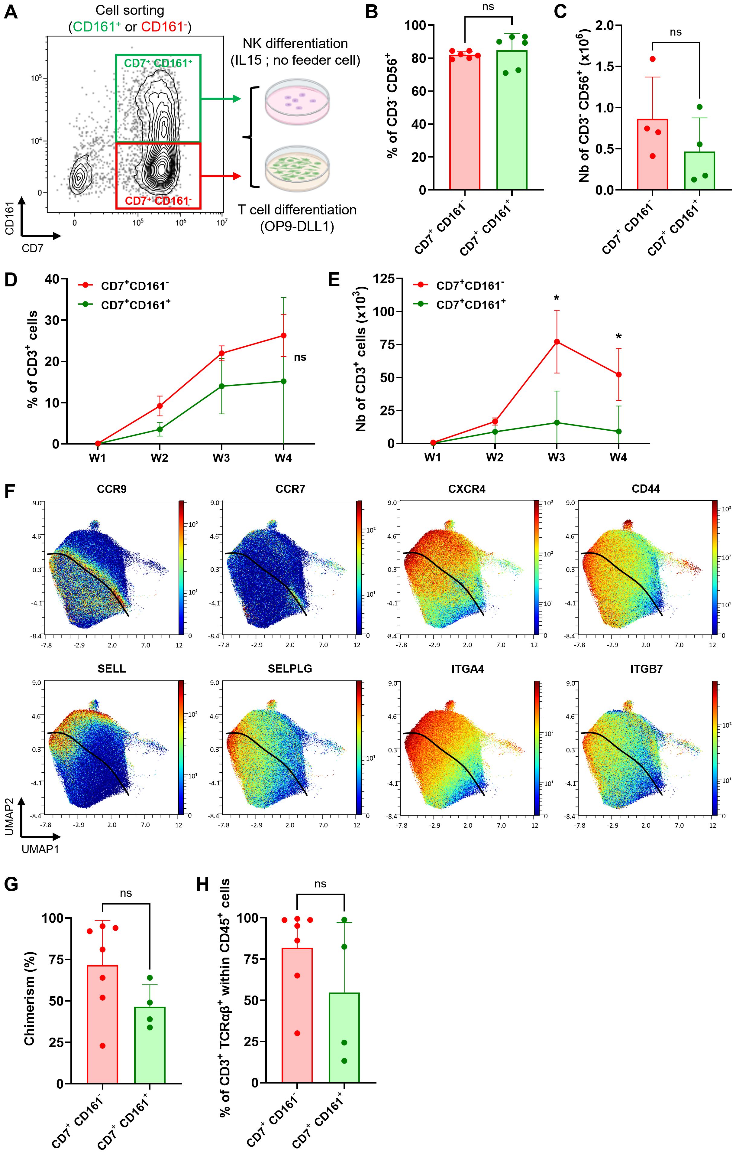 Flow cytometry and differentiation analysis of CD7+ cells, including CD161+ and CD161- subpopulations. (A) Cell sorting and differentiation pathways for NK and T cells. (B) and (C) Bar graphs show percentages and numbers of CD3+ CD56+ cells for each subpopulation. (D) and (E) Line graphs illustrate the percentage and number of CD3+ cells over four weeks. (F) UMAP visualizations display expression levels of various markers (CCR9, CCR7, CXCR4, CD44, SELL, SELPLG, ITGA4, ITGB7). (G) and (H) Bar graphs indicate chimerism percentage and the proportion of CD3+ TCRαβ+ cells within CD45+ cells. Statistically significant differences are marked.