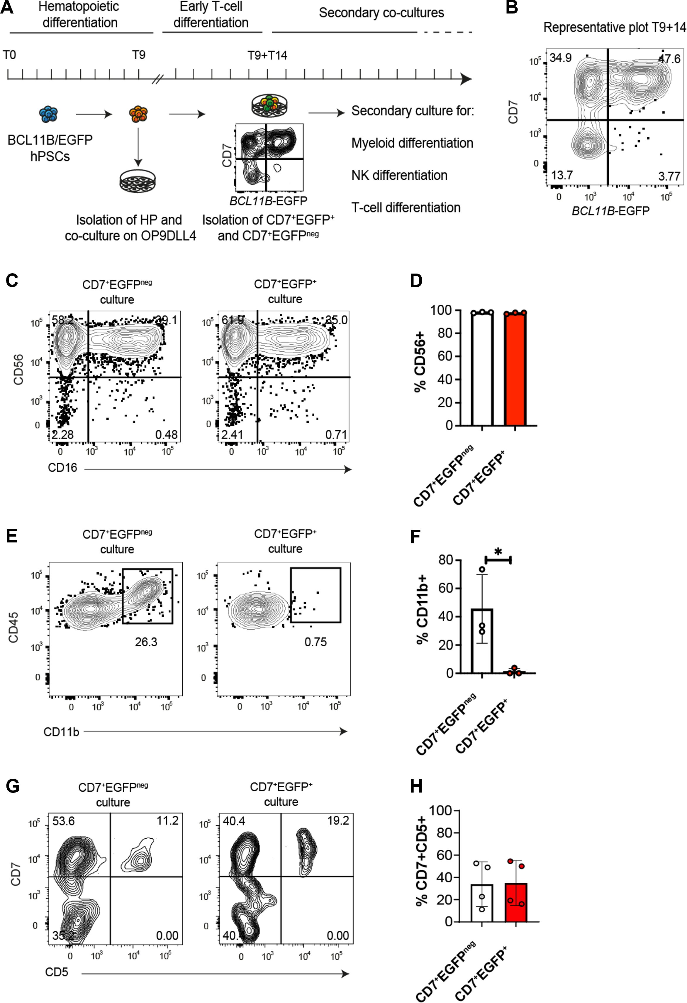 Flow cytometry analysis of hematopoietic differentiation. (A) Timeline of differentiation stages from BCL11B/EGFP hPSCs through early T-cell differentiation to secondary cultures. (B) Representative plot of CD7 and BCL11B-EGFP expression at T9+14. (C and D) Comparison of CD56 and CD16 expression in CD7⁺EGFP⁺ and CD7⁺EGFP⁻ cultures, with corresponding bar graph showing % CD56⁺. (E and F) CD45 and CD11b expression analysis, showing a significant difference in % CD11b⁺ between the two cultures. (G and H) CD7 and CD5 expression, with a bar graph indicating the % of CD7⁺CD5⁺ cells.