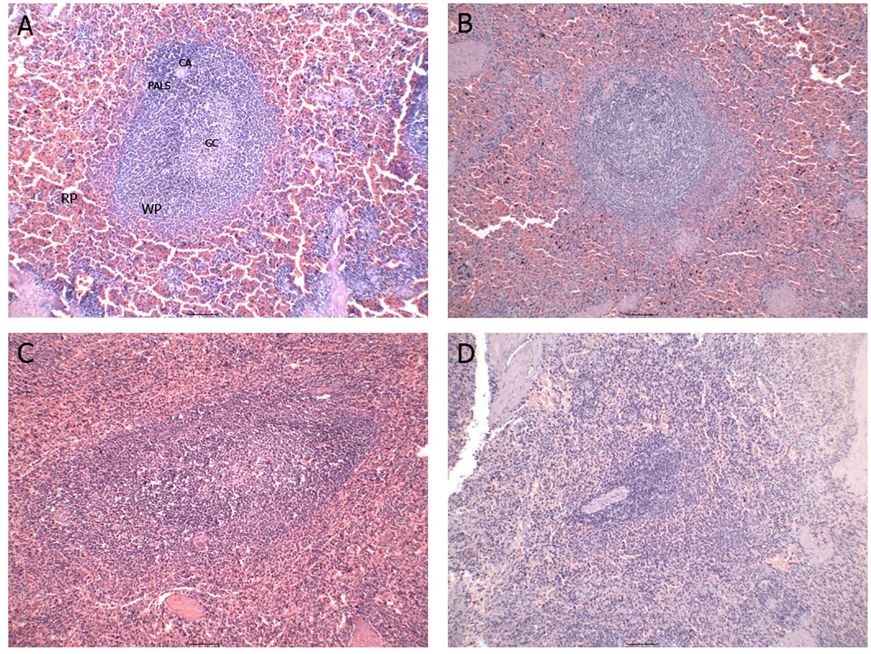 Histological images of spleen tissues at different magnifications labeled A to D. Panel A shows a clear germinal center with labels for central arteriole (CA), periarteriolar lymphoid sheath (PALS), germinal center (GC), red pulp (RP), and white pulp (WP). Panels B to D show spleen tissues with varying densities and distributions of cells, highlighting structural differences in the tissue samples.