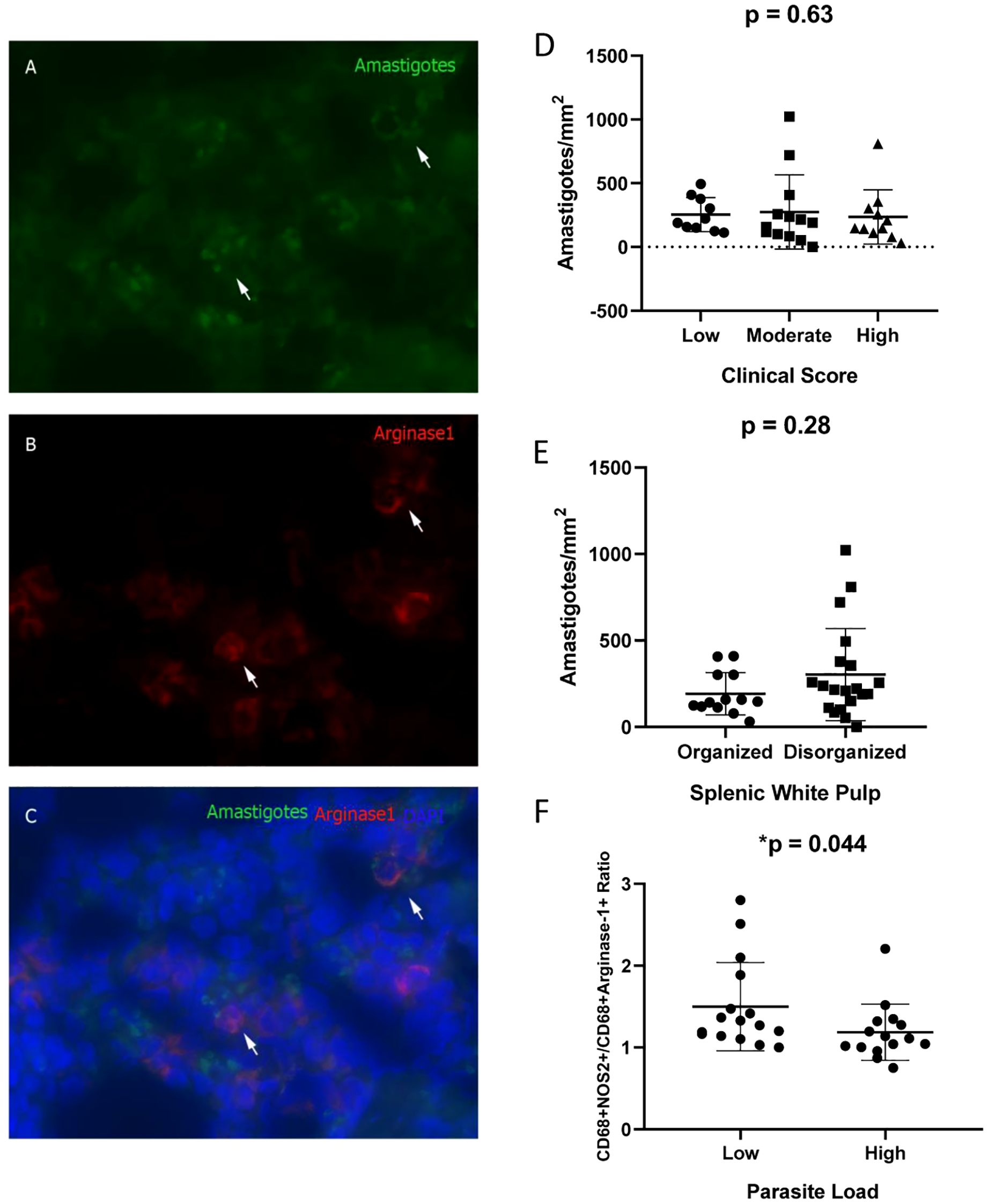 Fluorescence microscopy images and graphs relate to amastigote and arginase1 presence in tissue samples. Images A, B, and C show stained tissue with green amastigotes, red arginase1, and blue DAPI nuclear stain. Graph D plots amastigotes per square millimeter against clinical scores, showing no significant correlation (p = 0.63). Graph E compares amastigotes in organized versus disorganized splenic white pulp (p = 0.28). Graph F examines the ratio of CD68+NOS2+ to CD68+Arginase1+ in relation to parasite load, with a significant difference marked (p = 0.044).