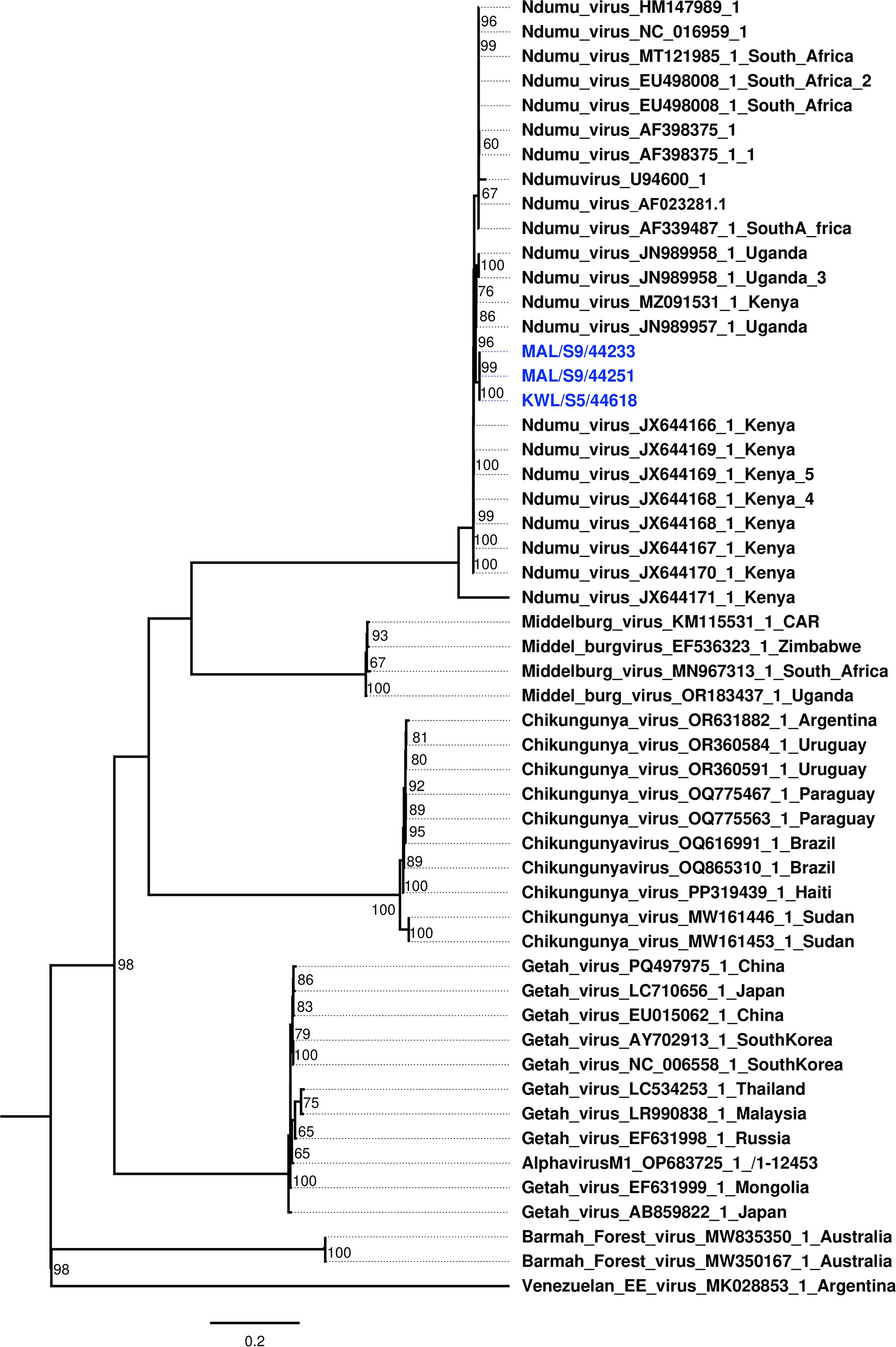Phylogenetic tree diagram displaying the genetic relationships between various virus strains, including Ndumu, Middelburg, Chikungunya, Getah, Barmah Forest, and Venezuelan equine encephalitis viruses. Each branch is labeled with virus names, accession numbers, and geographic locations, showing evolutionary connections and bootstrap values. A scale bar represents genetic distance.