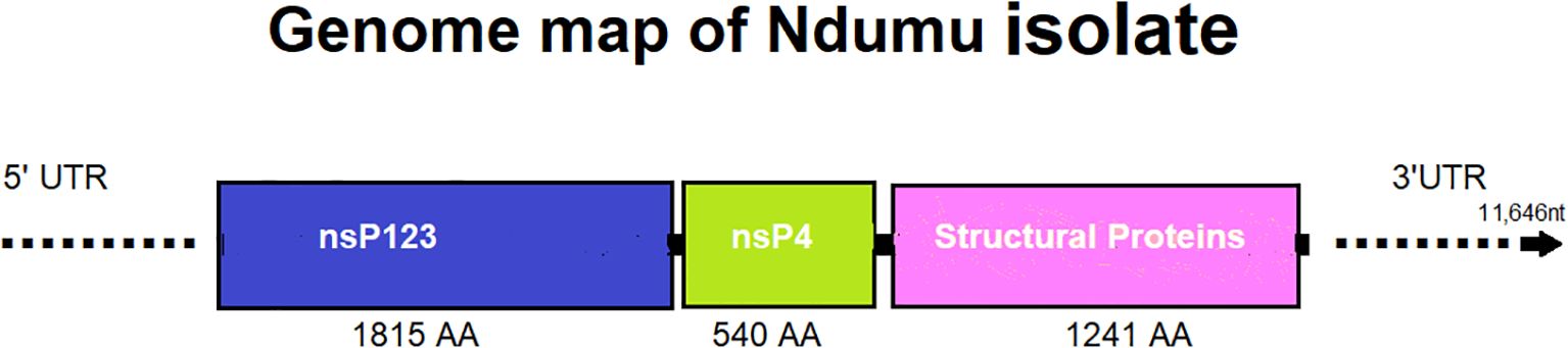 Genome map of Ndumu isolate showcasing a linear arrangement. It begins with a 5' UTR, followed by blocks labeled nsP123 (1815 amino acids), nsP4 (540 amino acids), and Structural Proteins (1241 amino acids), and ends with a 3' UTR. The total nucleotide length is 11,646.