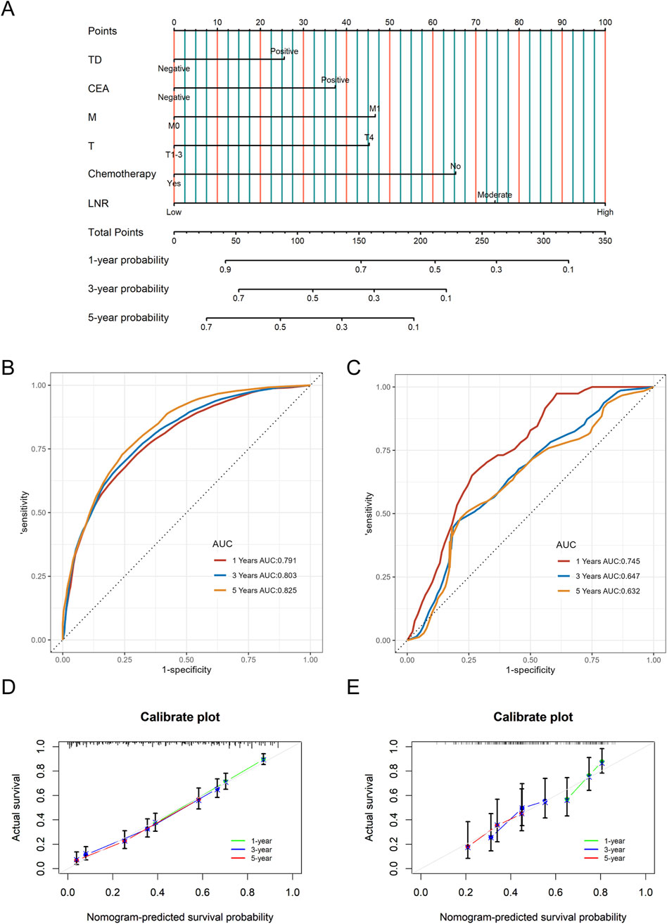 Diagram with five panels. A: Nomogram for predicting survival based on several factors like TD, CEA, M, T, chemotherapy, and LNR. B and C: ROC curves with AUC values showing predictive accuracy over one, three, and five years (AUC values ranging from 0.632 to 0.825). D and E: Calibration plots comparing actual survival against nomogram-predicted survival probability over the same time periods, illustrating model performance.