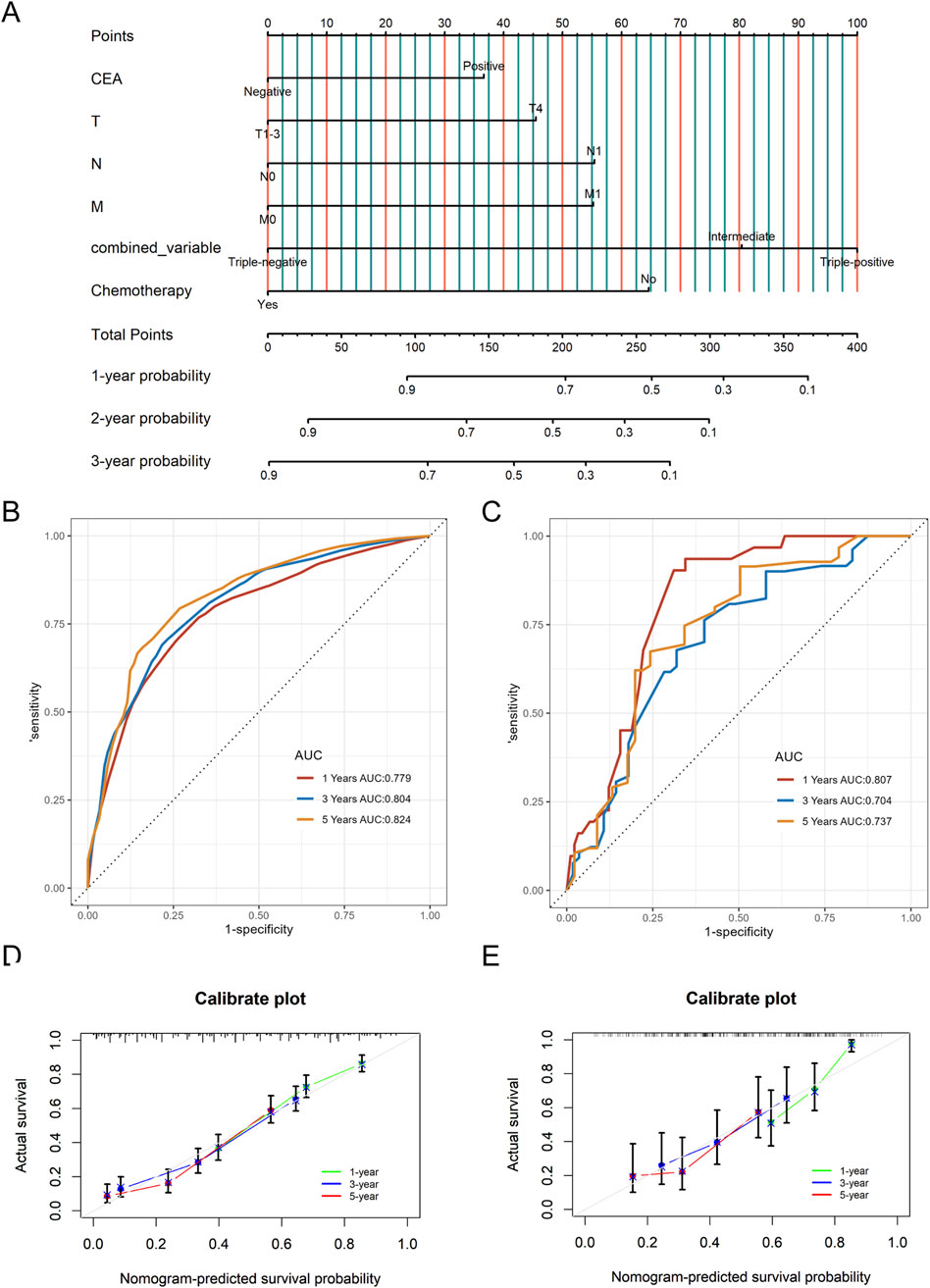 Panel A shows a nomogram for predicting survival probabilities based on different variables like CEA, T, N, M stages, combined variables, and chemotherapy. Panels B and C depict receiver operating characteristic (ROC) curves indicating area under the curve (AUC) values for predicting survival at one, three, and five years, with higher AUCs representing better model performance. Panels D and E present calibration plots comparing actual survival with nomogram-predicted probabilities over the same periods, showing close alignment for predictive accuracy.
