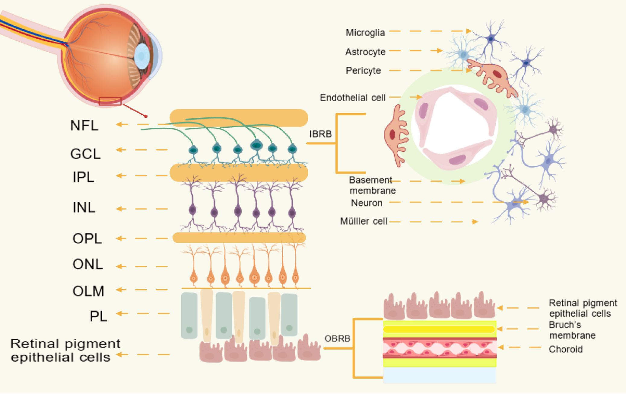 Diagram of the human eye showing retinal layers and associated cells. Includes layers NFL, GCL, IPL, INL, OPL, ONL, OLM, PL, and retinal pigment epithelial cells. Illustrates microglia, astrocytes, pericytes, endothelial cells, neurons, and Müller cells in relation to the inner blood-retinal barrier (IBRB) and the outer blood-retinal barrier (OBRB), along with Bruch's membrane and choroid.