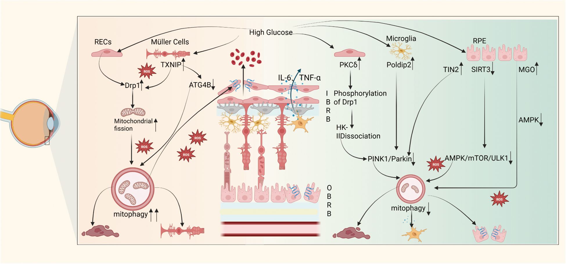 Flowchart depicting cellular responses to high glucose in the retina, involving RECs, Müller cells, microglia, and RPE. Key pathways include mitochondrial fission, mitophagy, and inflammatory signaling via IL-6 and TNF-α. Biological processes such as phosphorylation of Drp1, ROS production, and AMPK/mTOR/ULK1 pathway are highlighted, affecting mitophagy and cellular stress responses.