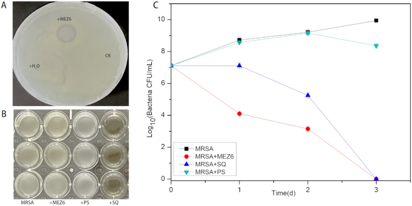 A three-part image shows: A) A petri dish with labeled sections