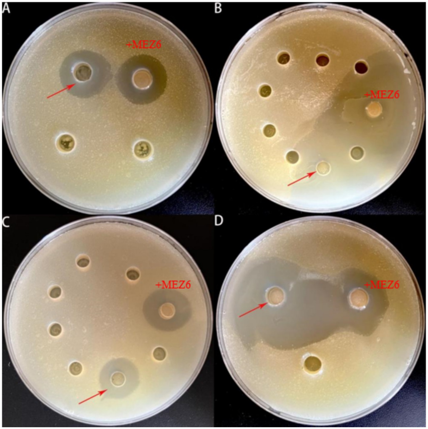 Four petri dishes labeled A, B, C, and D, each with circular zones around a central disk. The zones indicate areas of microbial inhibition. Red arrows point to specific zones labeled