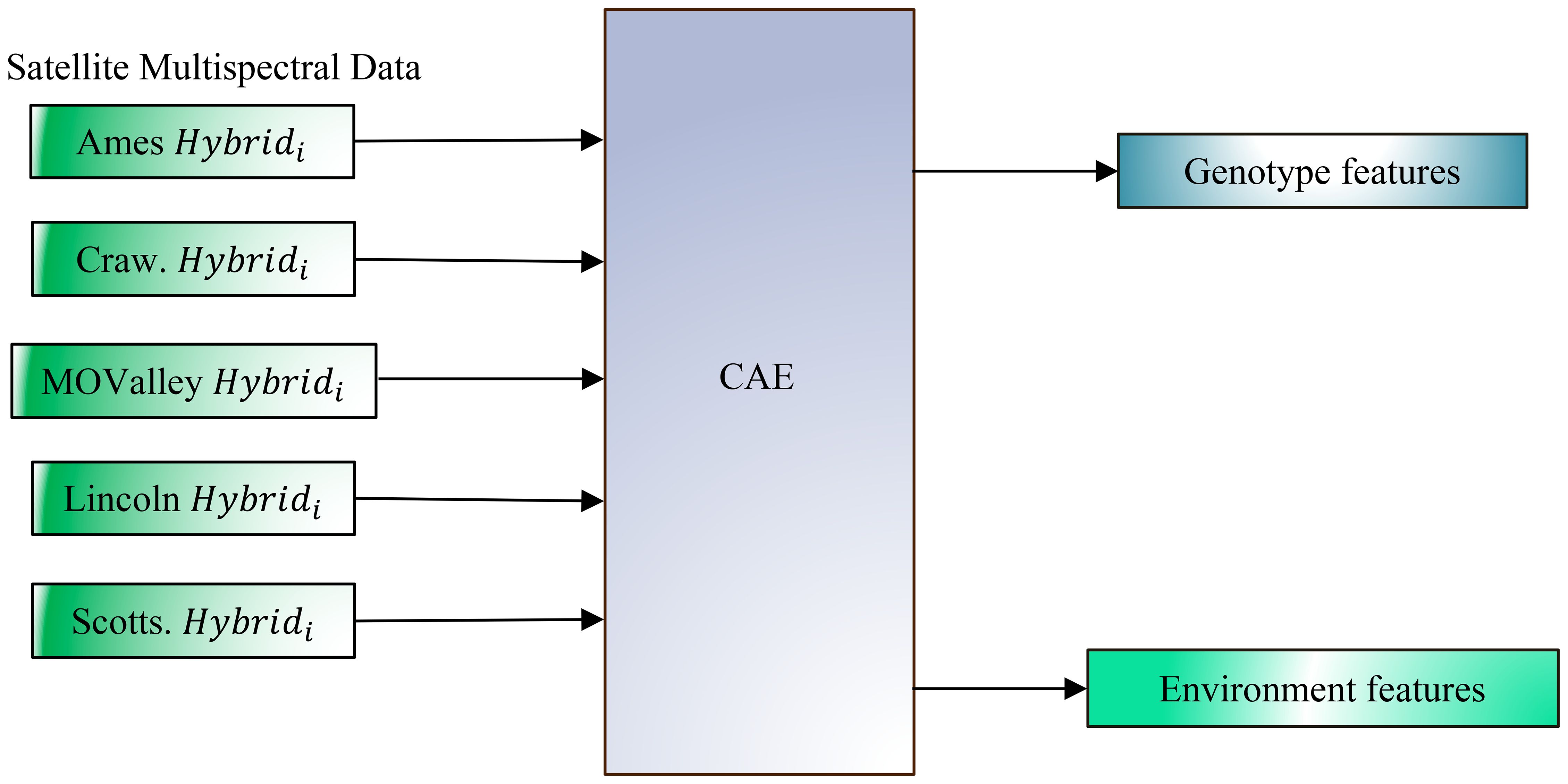 Flowchart depicting the transformation of satellite multispectral data using a CAE (Convolutional Autoencoder). Inputs include Ames, Craw., MOValley, Lincoln, and Scotts. Hybrid data. Outputs are categorized into genotype features and environment features.