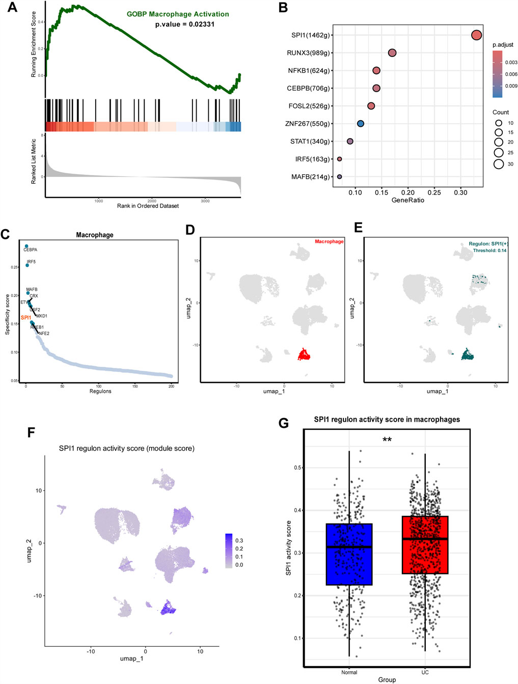Panel A shows a line graph illustrating the GOBP macrophage activation with an enrichment score and p-value. Panel B is a dot plot displaying GeneRatio versus p.adjust with circles representing genes and sizes indicating count. Panel C plots regulons versus specificity score for macrophages. Panels D and E depict UMAP plots highlighting macrophages and SPI1-regulon, respectively. Panel F is a UMAP plot showing SPI1 regulon activity scores using a blue gradient. Panel G is a boxplot comparing SPI1 activity scores in macrophages between normal and UC groups, showing higher scores in UC.