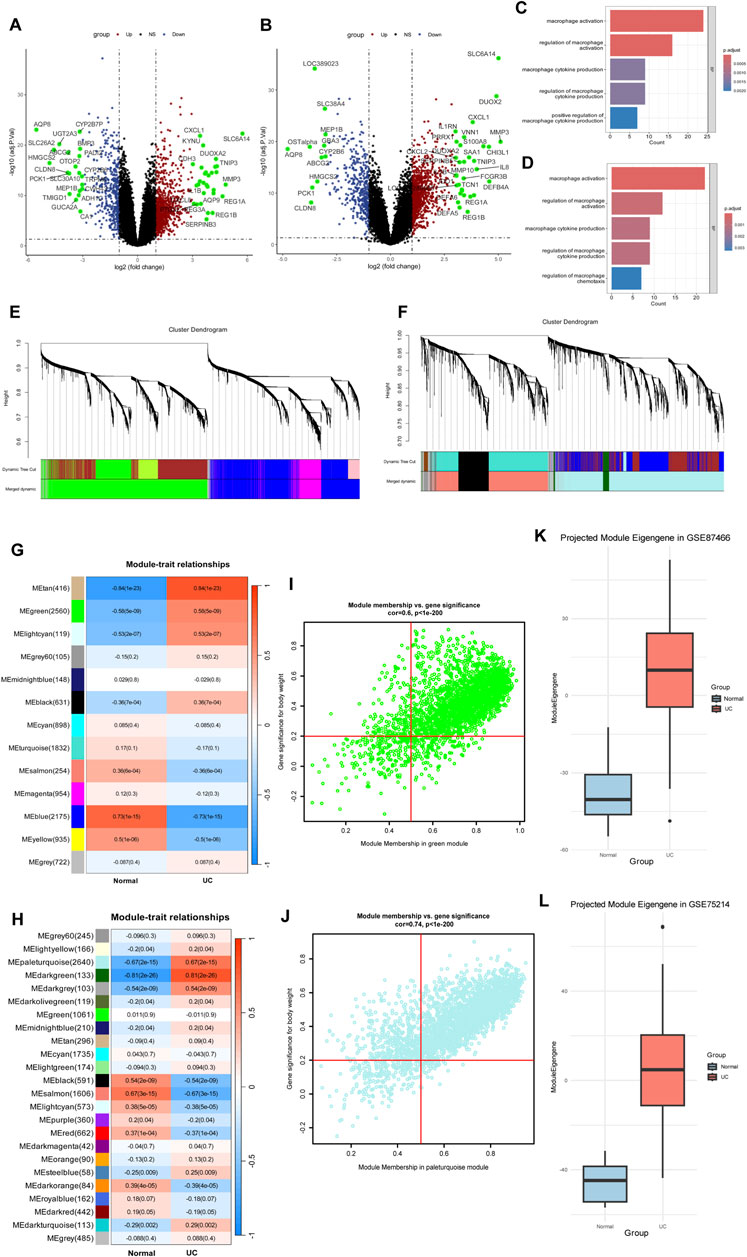 A composite image showing various data visualizations related to gene expression. Panels A and B display volcano plots highlighting significantly upregulated and downregulated genes. Panels C and D are bar charts showing counts and adjusted p-values for macrophage-related pathways. Panels E and F are cluster dendrograms with modules color-coded underneath. Panels G and H display heatmaps of module-trait relationships with significance levels. Panels I and J are scatter plots illustrating module membership versus gene significance. Panels K and L are box plots comparing module eigengenes in normal and UC groups.