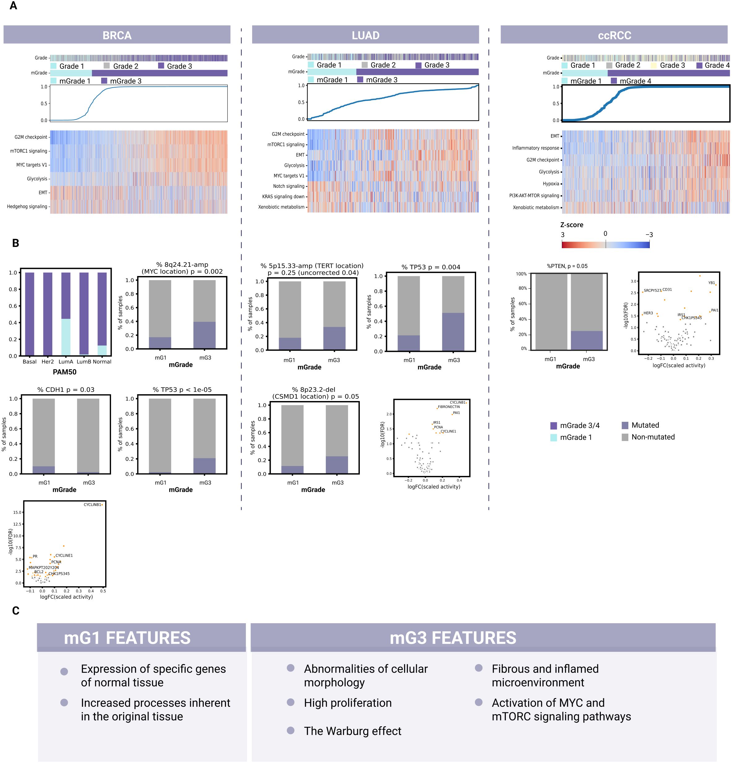 Panel A shows the heatmaps for BRCA, LUAD, and ccRCC with mGrade levels and signaling pathways. Panel B illustrates bar graphs and volcano plots comparing mutations between mGrade categories. Panel C lists features of mG1 and mG3, including gene expression, morphology, and signaling pathway activation.