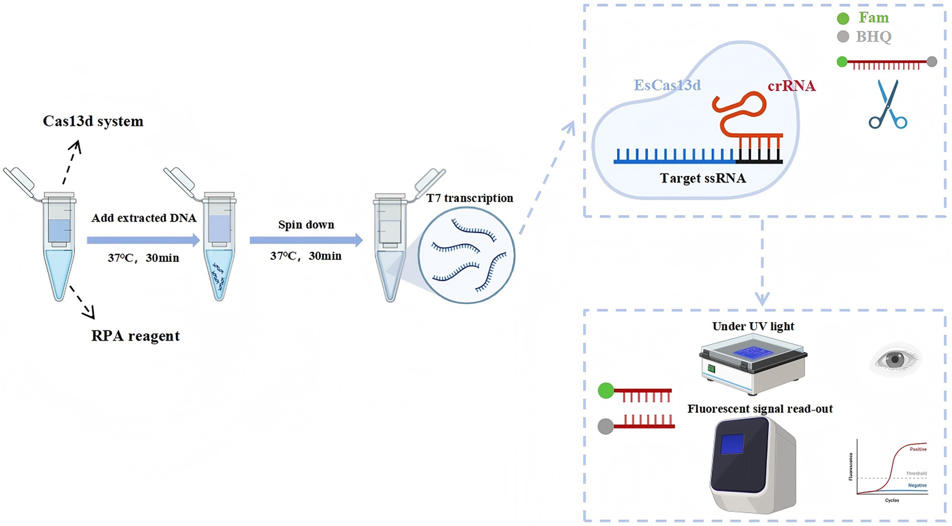 Diagram showing a Cas13d system workflow. Begins with adding extracted DNA to an RPA reagent in a tube, incubated at 37°C for 30 minutes. Following a spin down, T7 transcription occurs. The process involves crRNA and EsCas13d targeting ssRNA. Under UV light, fluorescent signals are read out, indicating results.