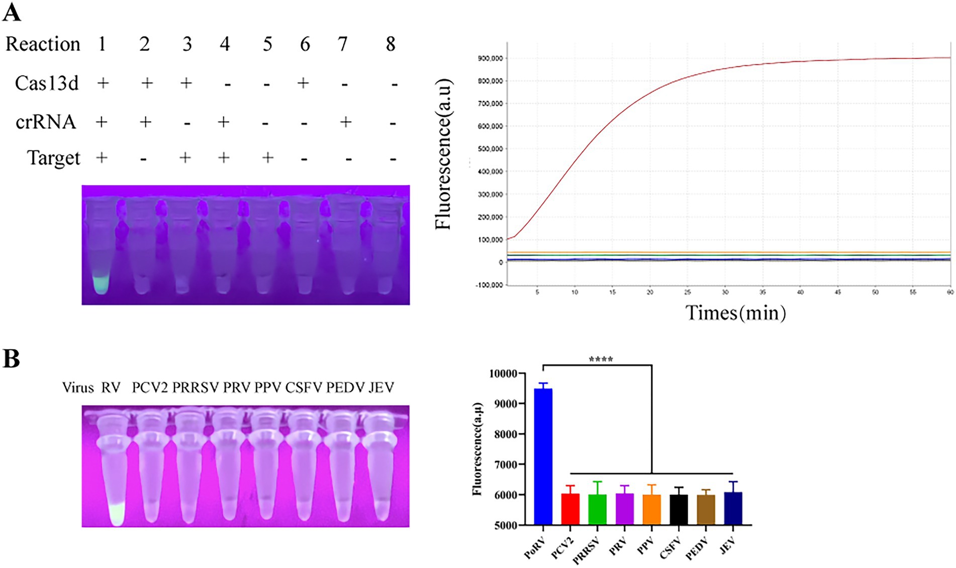 Panel A shows a fluorescence tube assay with eight reactions and a fluorescence graph over time. Reaction 1 fluoresces under UV light, indicating a positive result with Cas13d, crRNA, and target present. The graph shows fluorescence intensity increasing significantly for reaction 1 over time. Panel B illustrates virus detection with tube assays and a fluorescence bar graph. Only reaction RV shows fluorescence, indicating a virus presence. The graph contrasts RV’s high fluorescence against other viruses, highlighting its significant response.
