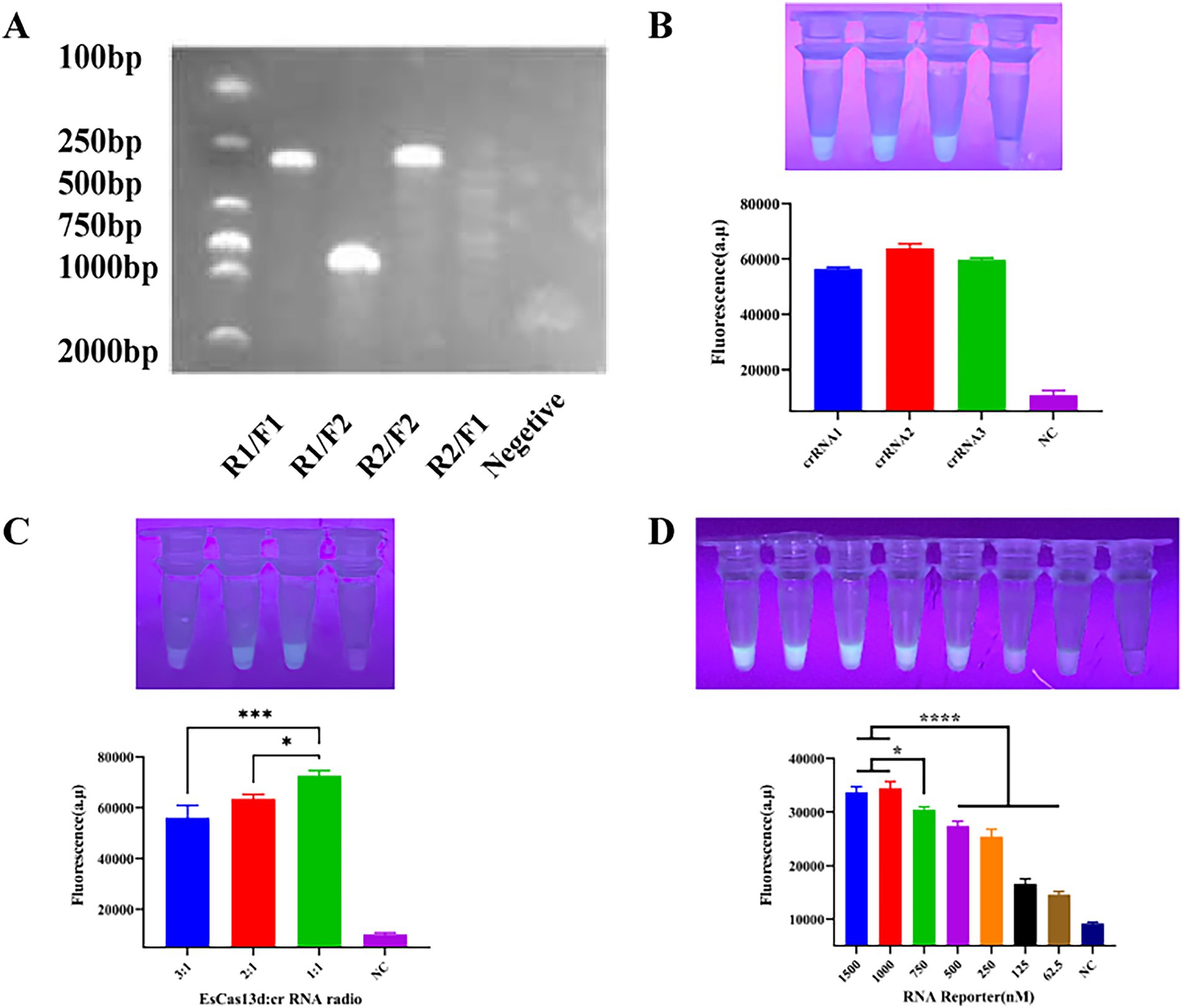 Gel electrophoresis and fluorescence analysis are depicted in a four-panel figure. Panel A shows a gel electrophoresis image with DNA bands labeled for different primer pairs and a negative control. Panel B displays test tubes glowing under ultraviolet light and a bar graph comparing fluorescence intensity across various experiments labeled crRNA1, crRNA2, crRNA3, and NC. Panel C includes a similar setup with different fluorescence conditions tested for EsCas13d:crRNA ratios. Panel D shows test tubes under ultraviolet light and a bar graph indicating fluorescence intensity at various RNA reporter concentrations.