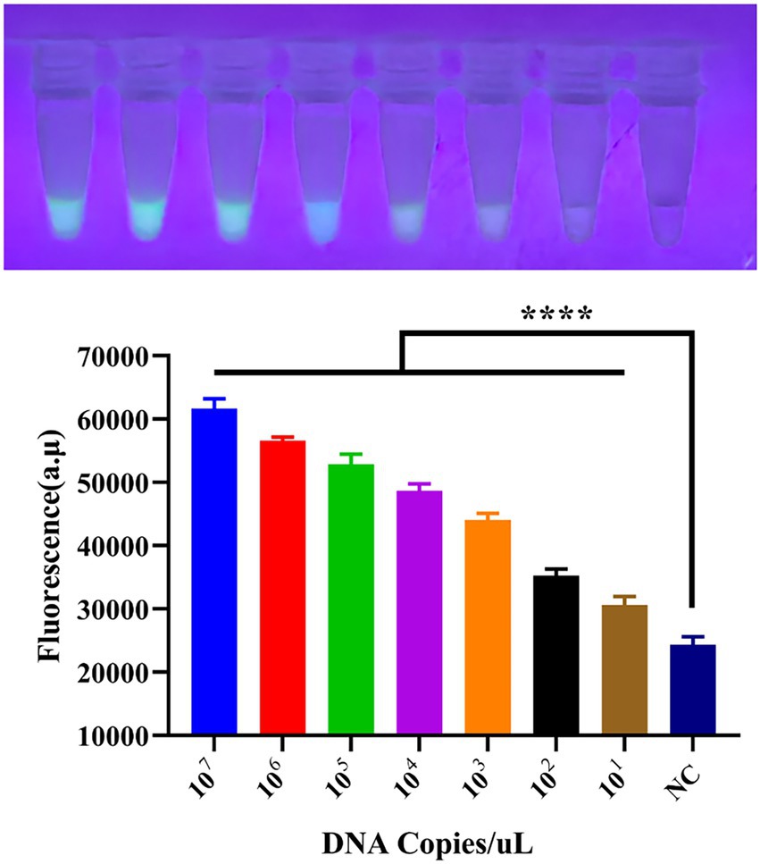 Tubes are shown under UV light, glowing with varying intensities, indicating fluorescence. Below, a bar graph depicts fluorescence levels against DNA concentration from ten to ten million copies per microliter, with a significant decrease as DNA concentration decreases.