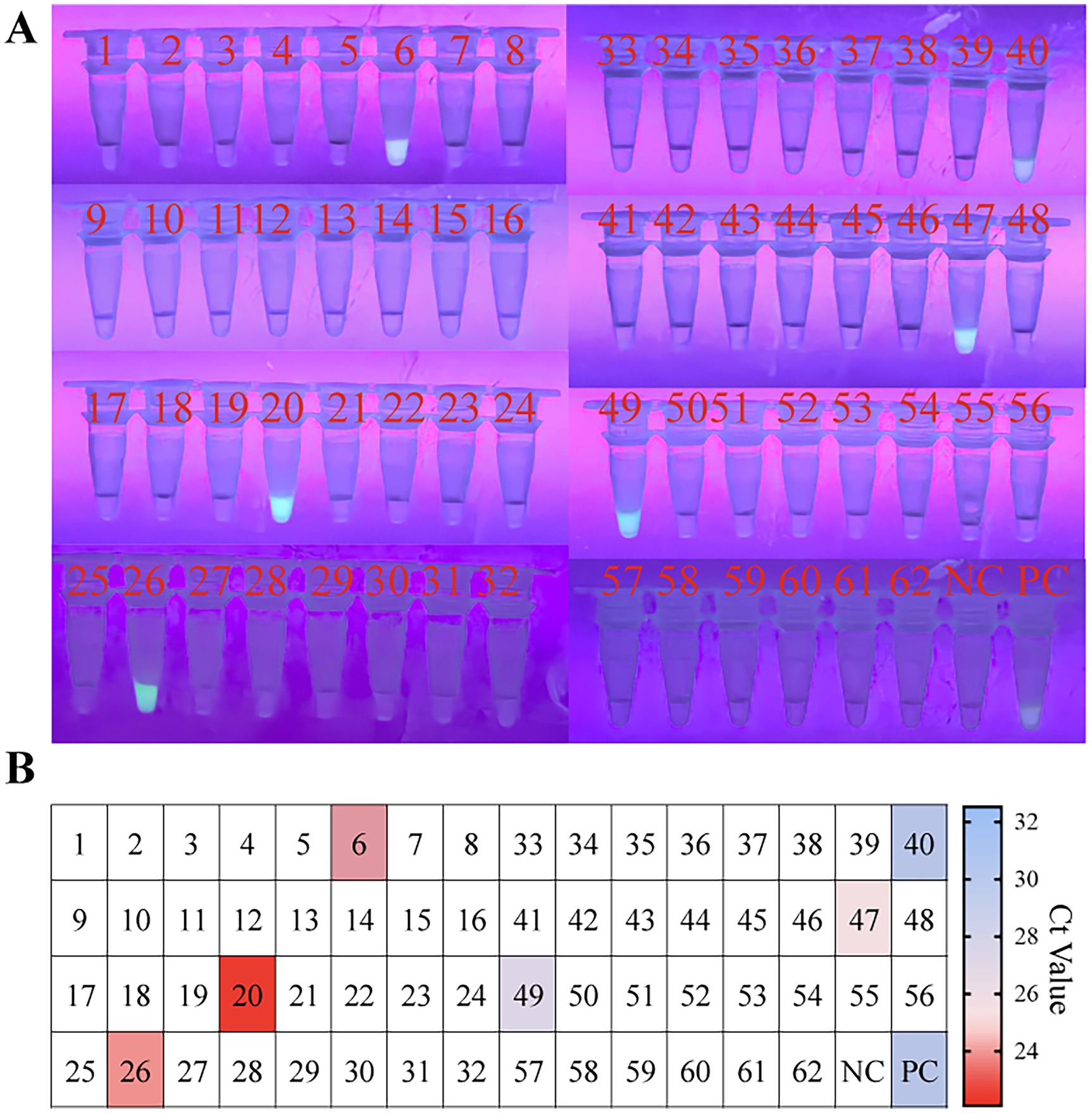 Image A shows multiple rows of numbered test tubes under ultraviolet light, with some tubes glowing. Image B is a grid displaying numbers corresponding to the test tubes with varying color intensities, indicating Ct values on a color gradient scale from red to blue.