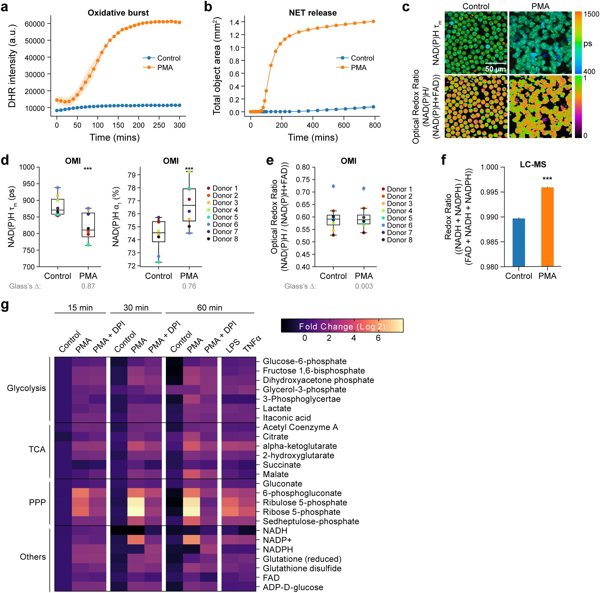 Graphs and images depict various metabolic and functional analysis. Panels a and b show oxidative burst and NET release over time for control versus PMA, with PMA showing higher values. Panel c presents cellular images with NAD(P)H lifetimes and optical redox ratios, enhanced under PMA. Panels d and e display box plots of NAD(P)H variables and optical redox ratios across eight donors, indicating increased activity in the PMA group. Panel f is a bar chart highlighting redox ratio differences via LC-MS, showing higher values in PMA. Panel g is a heatmap of metabolites changes at multiple time points, highlighting glycolysis, TCA, and PPP pathways.