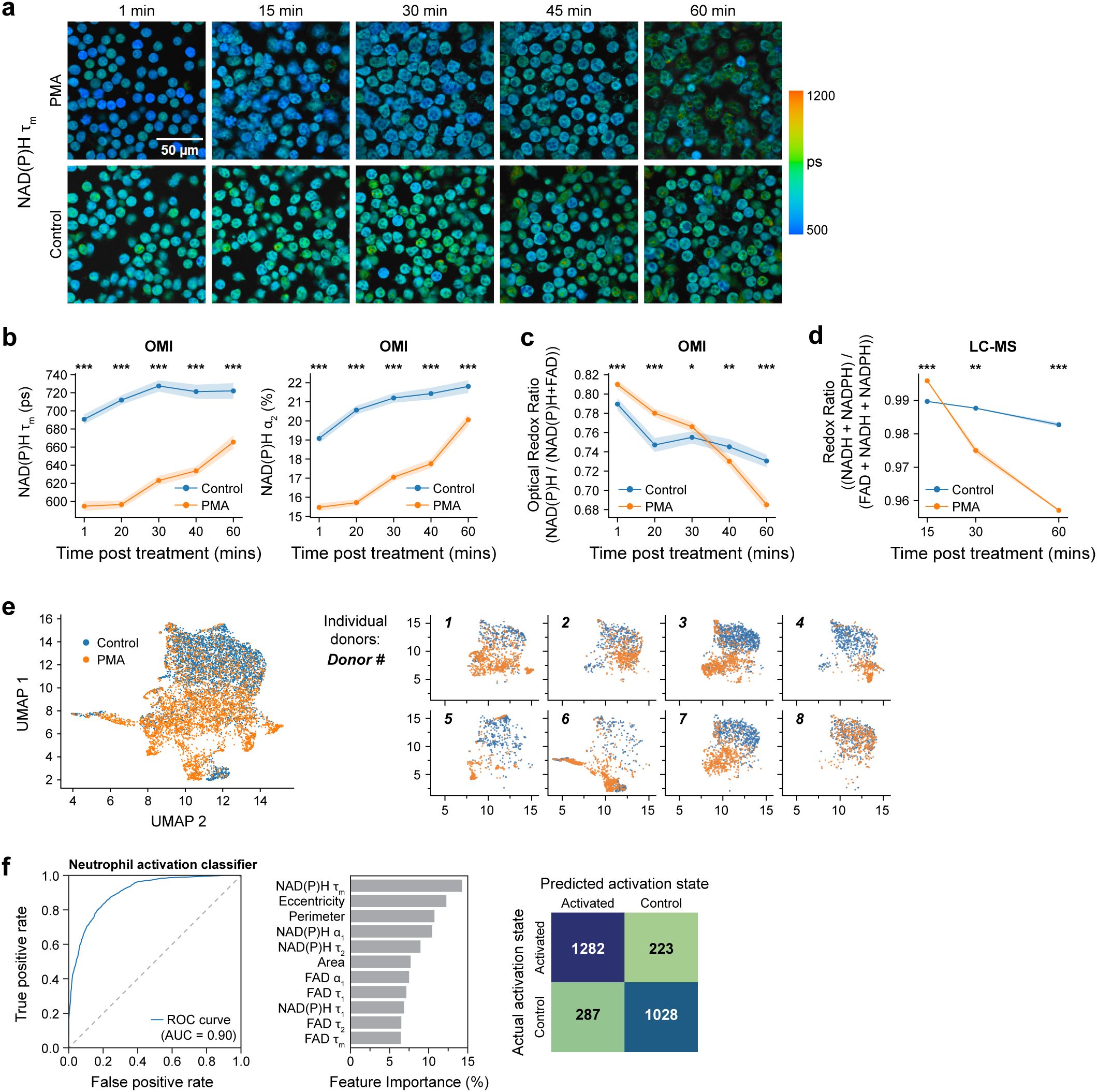 (a) Images show NAD(P)H Tm fluorescence in cells under PMA treatment and control at various time points with a scale bar of fifty micrometers. (b) Graphs depict NAD(P)H Tm and alpha 2 % of cells over time for control and PMA. (c) Graph shows optical redox ratio changes over time. (d) LC-MS data indicates redox ratio differences. (e) UMAP plots for control and PMA across multiple donors, with individual plots numbered one to eight. (f) ROC curve for neutrophil activation classifier, feature importance chart, and confusion matrix displaying predicted versus actual activation states.