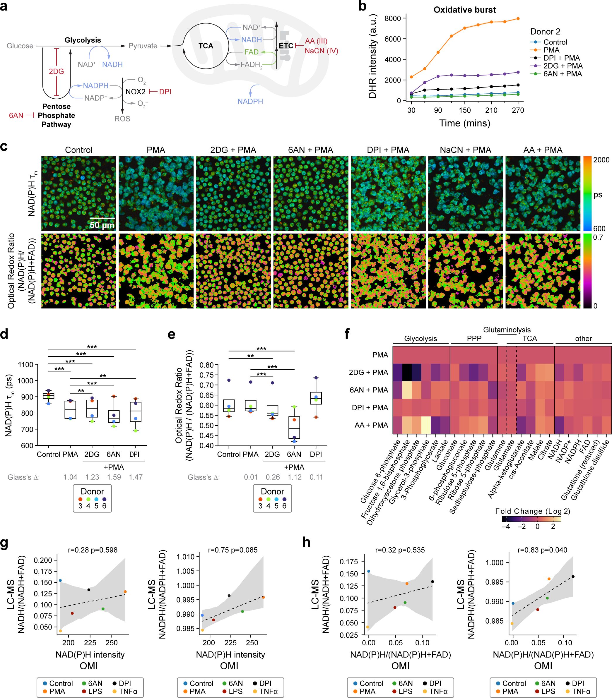 A multi-panel scientific figure: (a) Diagram showing metabolic pathways including glycolysis, PPP TCA cycle, and oxidative phosphorylation. (b) Graph of DHR intensity over time showing oxidative burst for different conditions. (c) Microscopy images with color-coded NAD(P)H fluorescence lifetimes and optical redox ratios. (d, e) Box plots displaying NAD(P)H lifetime and optical redox ratio under various treatments. (f) Heatmap illustrating fold changes in metabolites. (g, h) Scatter plots correlating NAD(P)H intensity with LC-MS data. Panels explore effects of several metabolic inhibitors and stimulants across different experimental conditions.