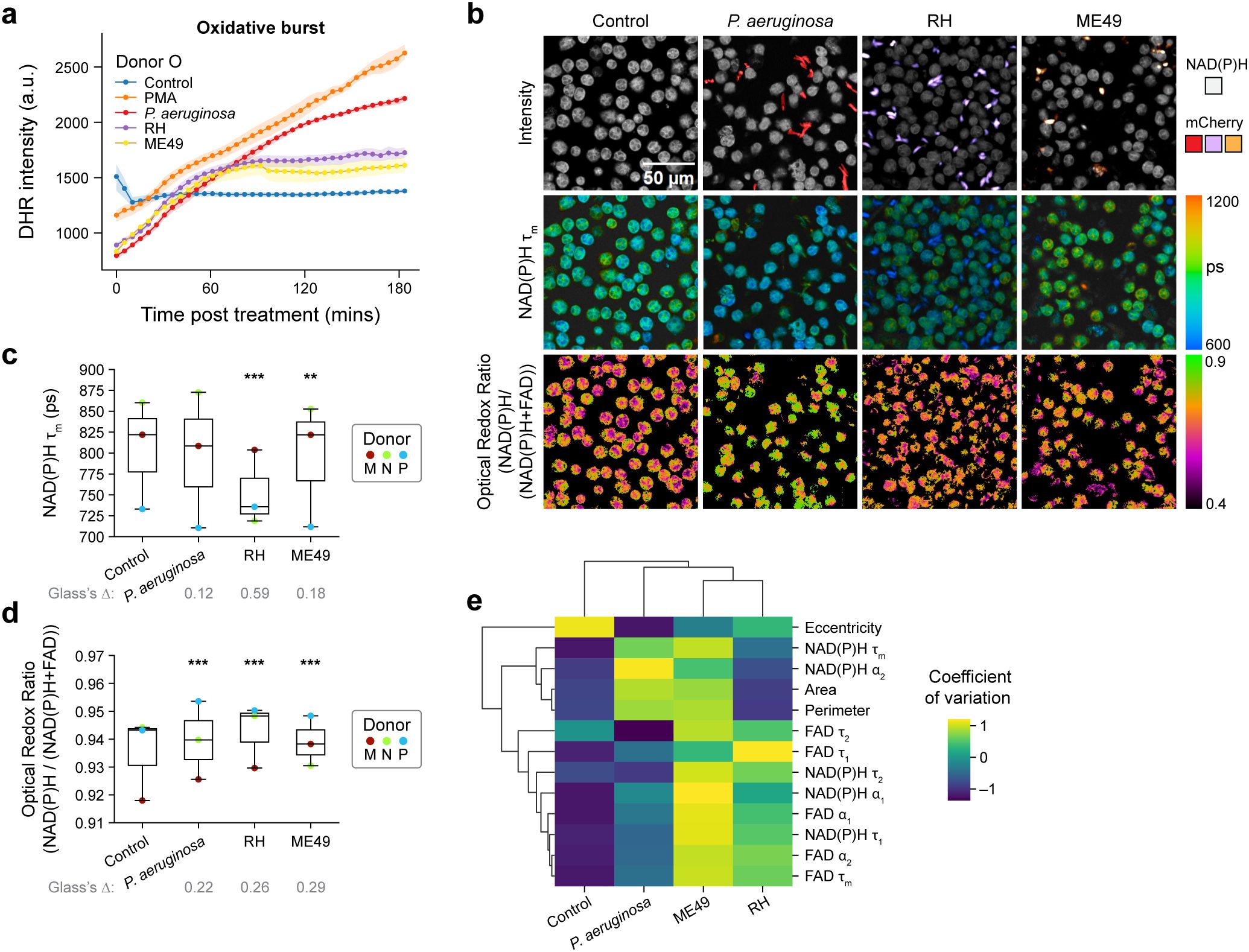 Panel (a) shows line graphs for DHR intensity over time for different treatments. Panel (b) presents microscopy images with color-coded intensity and optical redox ratio maps under different conditions. Panels (c) and (d) display box plots comparing NAD(P)H lifetime and optical redox ratios among donors M, N, P for various conditions. Panel (e) features a heatmap illustrating the coefficient of variation for several parameters across different treatments. Each section provides insights into the metabolic and oxidative responses under various experimental conditions.