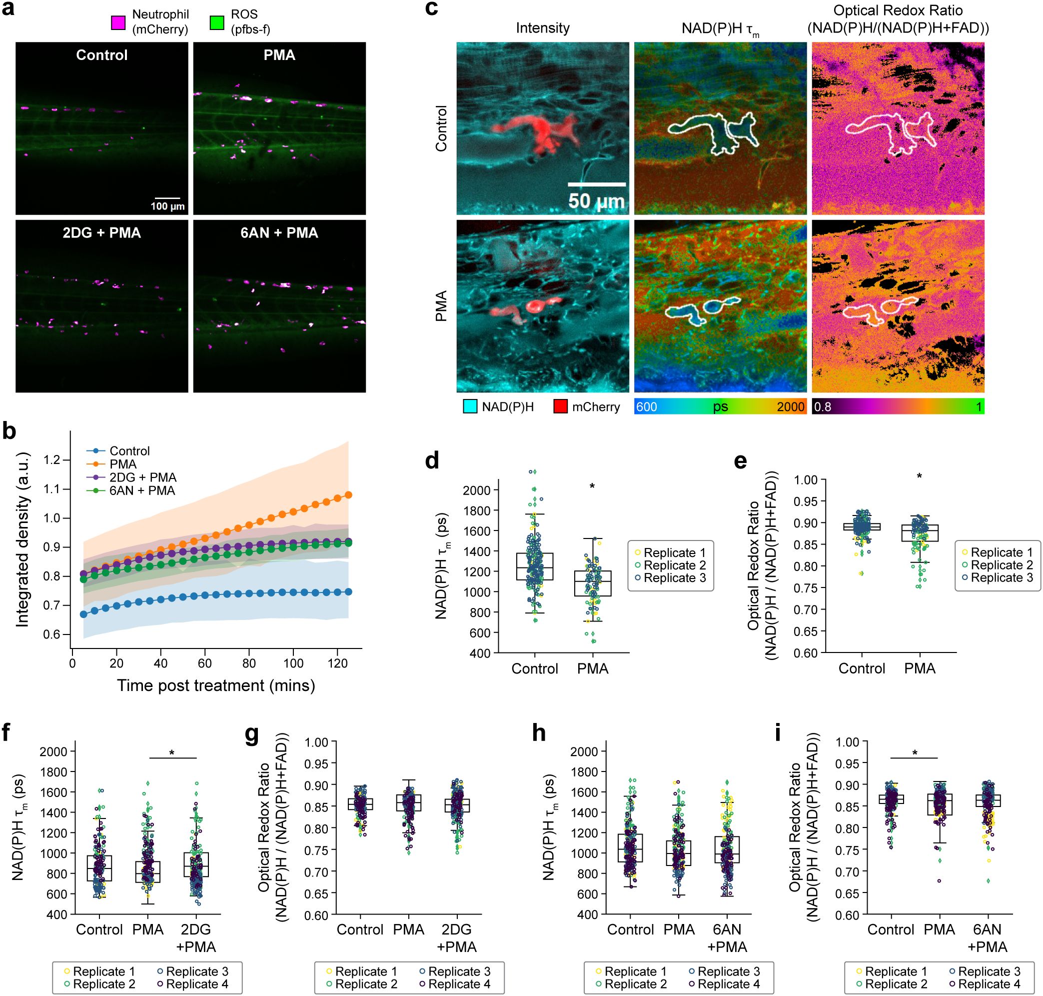 Panel a shows fluorescence microscopy images comparing neutrophils and reactive oxygen species under different conditions including PMA, 2DG + PMA, and 6AN + PMA in zebrafish larvae. Panel b presents a line graph of integrated density over time post-treatment with differentiated treatments. Panel c features fluorescence images showing intensity, NAD(P)H lifetime, and optical redox ratio under control and PMA treatments. Panels d and e display box plots of NAD(P)H lifetime and optical redox ratio for control and PMA treatments. Panels f to i show similar box plots for additional conditions. Scale bars and legends are included for reference.