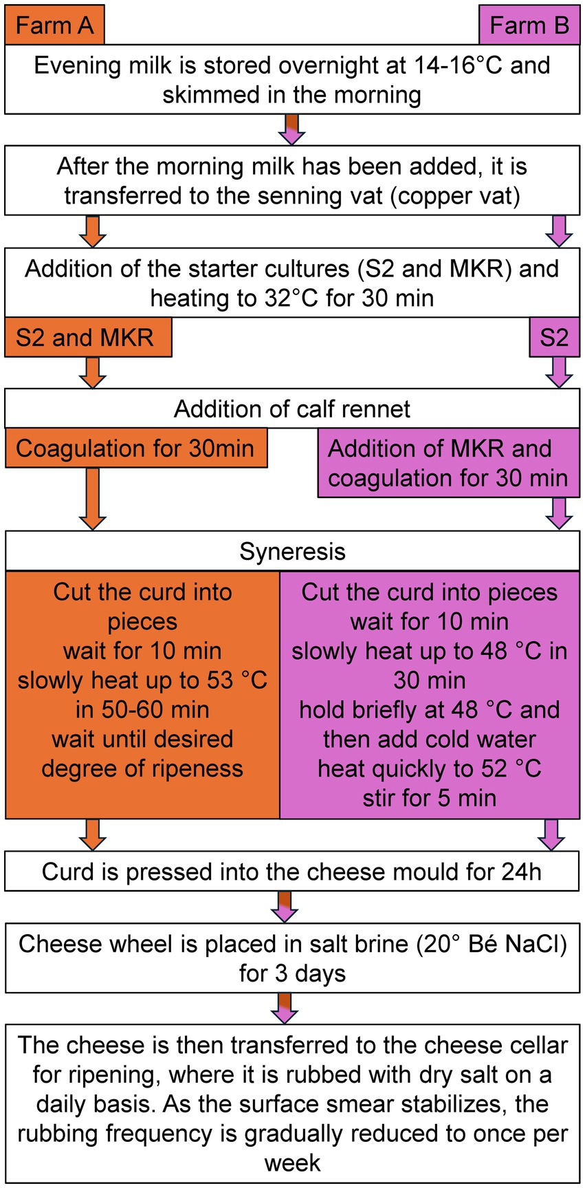 Flowchart illustrating a cheese-making process. Evening milk is stored at 14-16°C, skimmed, then combined with morning milk in a vat. Starter cultures S2 and MKR are added, heated to 32°C for 30 minutes, followed by calf rennet for 30 minutes. Curds are cut and heated to specific temperatures in phases. After syneresis, curds are pressed into molds for 24 hours. The cheese wheel is brined for three days before ripening in a cellar with salt rubbing, gradually reducing to once a week. The process involves Facilities A and B with specific temperature controls.