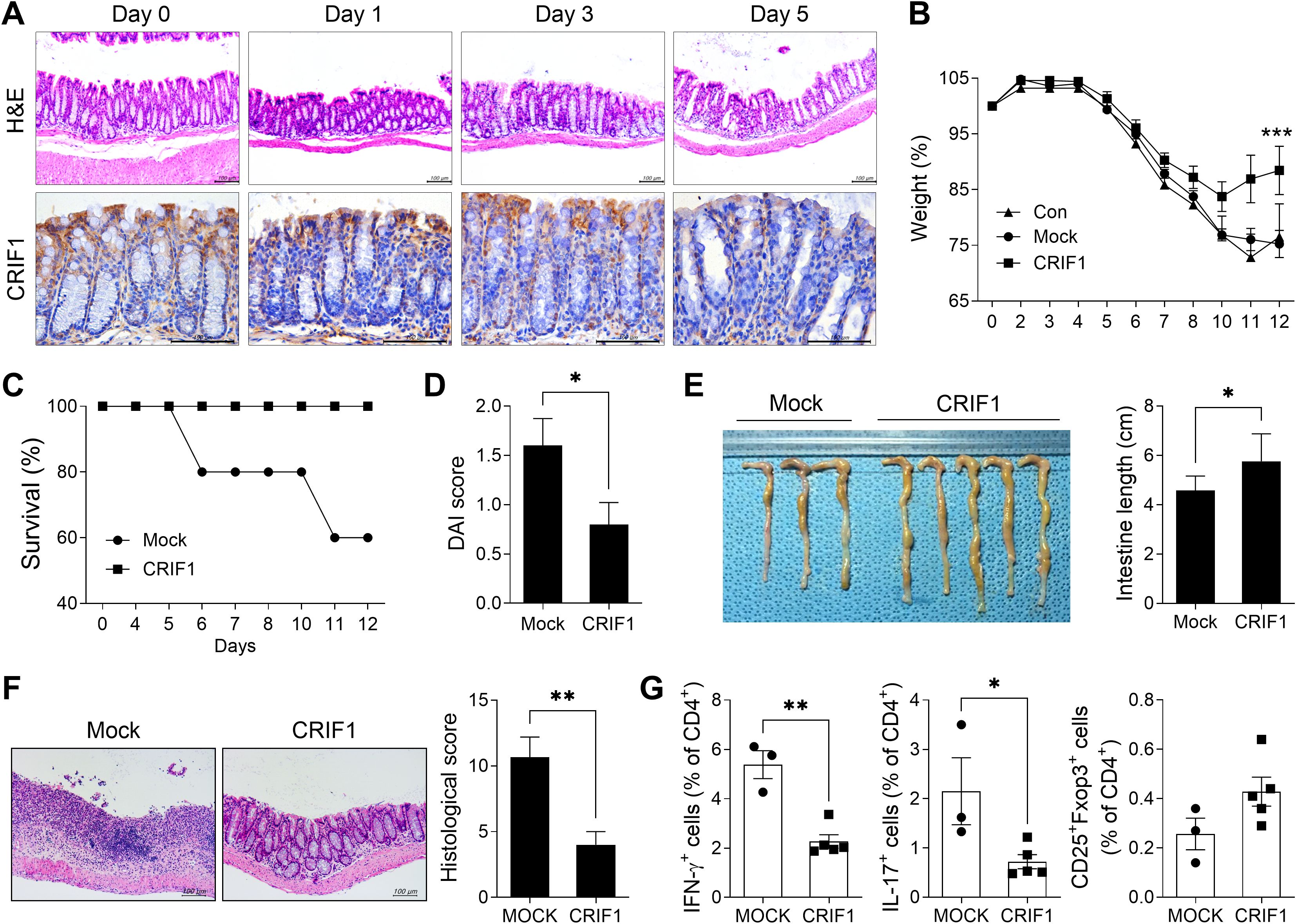 Panel A shows histological images of intestinal tissues on days zero, one, three, and five, stained with H&E and CRIF1. Panel B is a line graph depicting weight changes over time for three groups: control, mock, and CRIF1. Panel C is a survival graph comparing mock and CRIF1 groups over twelve days. Panel D is a bar graph illustrating the disease activity index (DAI) score between mock and CRIF1 groups. Panel E displays intestinal lengths in mock and CRIF1 groups, with a bar graph showing measured differences. Panel F offers histological comparisons with a bar graph of scores. Panel G consists of bar graphs showing percentages of IFN-gamma, IL-17, and CD25+Foxp3+ cells among CD4+ cells in mock and CRIF1 groups. Statistical significance is indicated with asterisks.