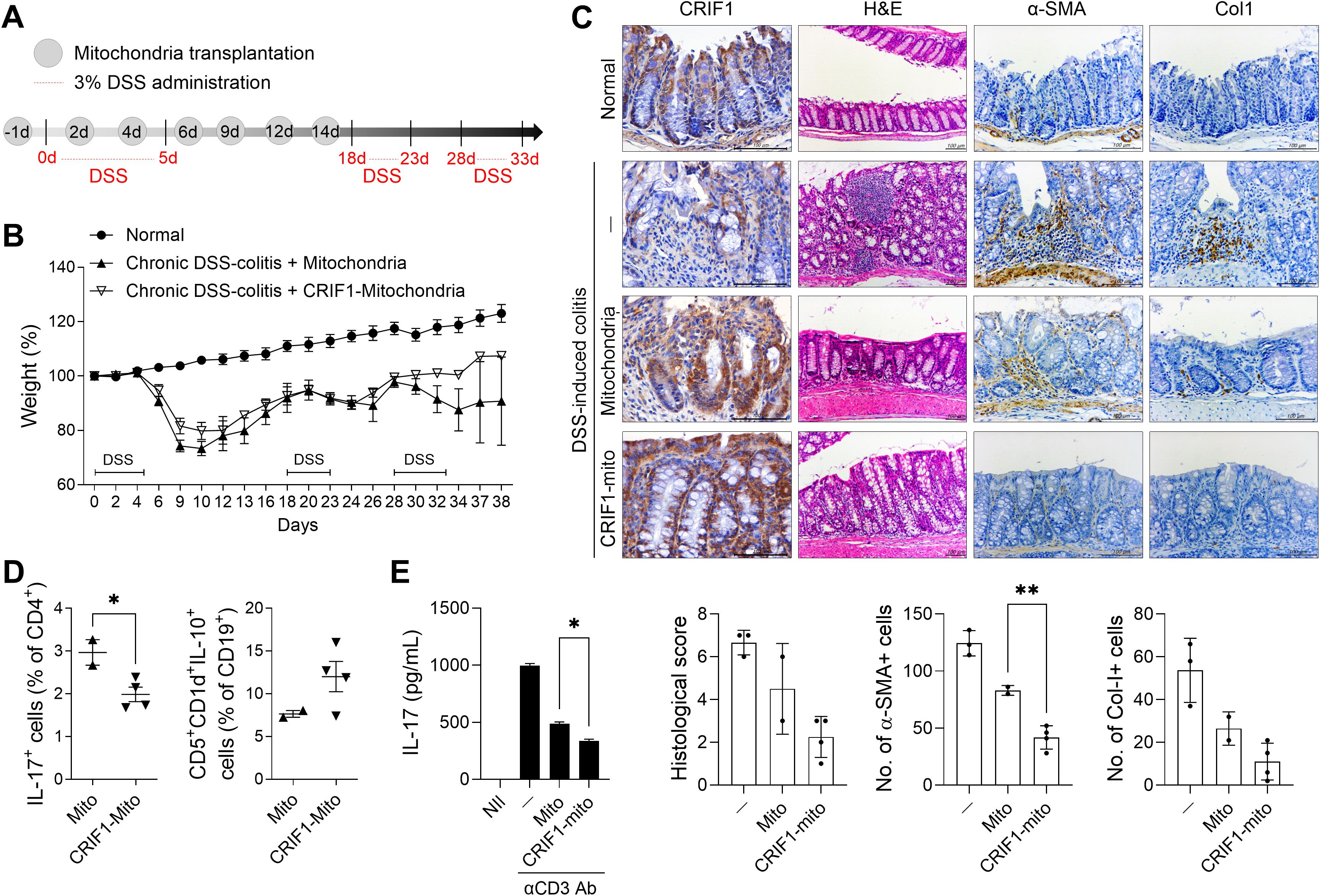 Illustration showing the experimental timeline, data, and histological analysis in a study of mitochondria transplantation in DSS-induced colitis. Panel A displays the timeline for DSS administration and mitochondrial transplantation. Panel B shows a graph of weight changes over time in three groups: normal, DSS-colitis with mitochondria, and DSS-colitis with CRIF1-mitochondria. Panel C presents histological images of colon tissue stained with CRIF1, H&E, α-SMA, and Col1 in different conditions. Panel D illustrates graphs of IL-17+ cell percentages and other immune cell markers. Panel E includes bar graphs showing levels of IL-17, histological scores, and numbers of specific cell types.