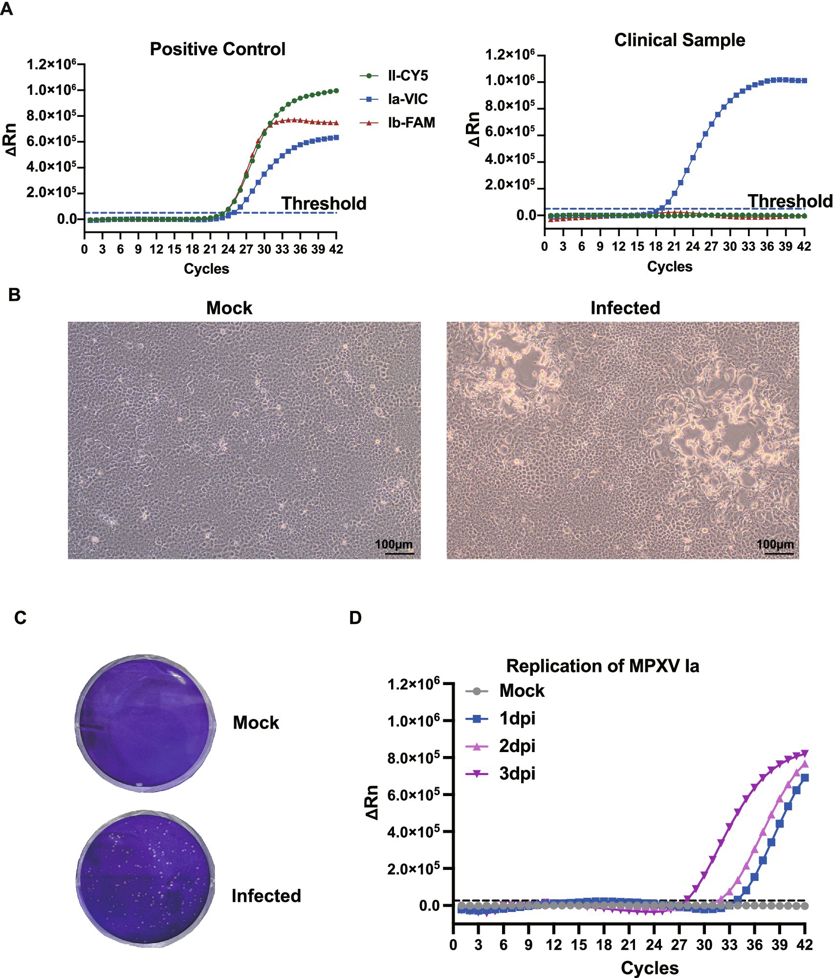 Panel A shows two line graphs. The left graph depicts a positive control with three curves labeled II-CY5, Ia-VIC, and Ib-FAM, showing an increase in fluorescence over 42 cycles. The right graph shows similar trends for a clinical sample. Panel B includes two micrographs: the left shows mock-treated cells, and the right shows infected cells under 100 micrometers magnification. Panel C presents two petri dishes, one labeled mock with less visible growth, and the other labeled infected with more visible growth. Panel D is a line graph showing the replication of MPXV Ia, with curves for mock, one, two, and three days post-infection over 42 cycles.