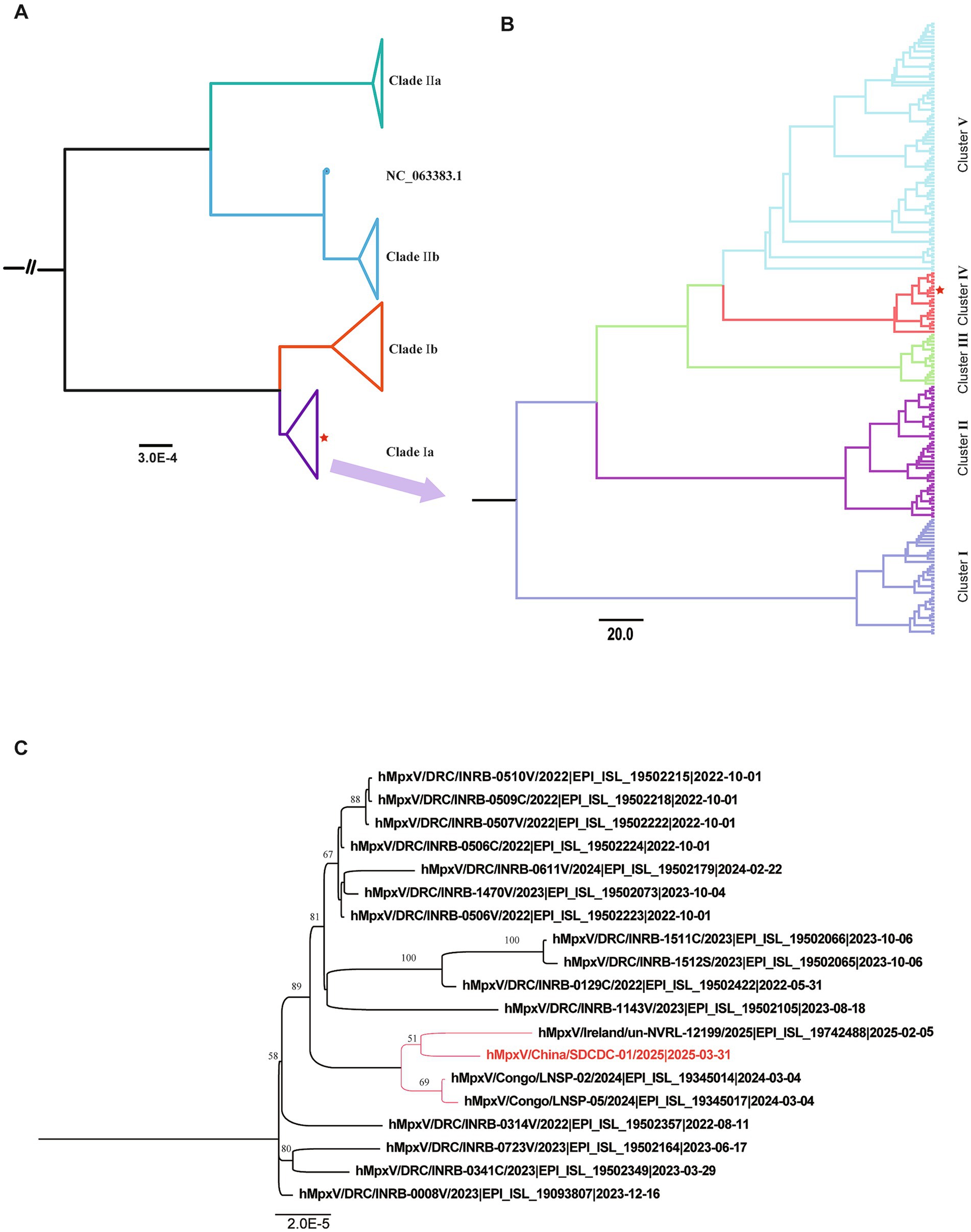 Phylogenetic trees show clades and clusters of monkeypox virus sequences. Panel A displays the relationship among Clades IIa, IIb, Ib, and Ia with NC_063383.1 as a reference. Panel B illustrates detailed clustering within these clades, labeled Cluster I to V, revealing genetic diversity. Panel C focuses on specific monkeypox virus sequences, highlighting geographic and temporal information, including samples from the Democratic Republic of the Congo, China, and Ireland. Scale bars indicate evolutionary distance.
