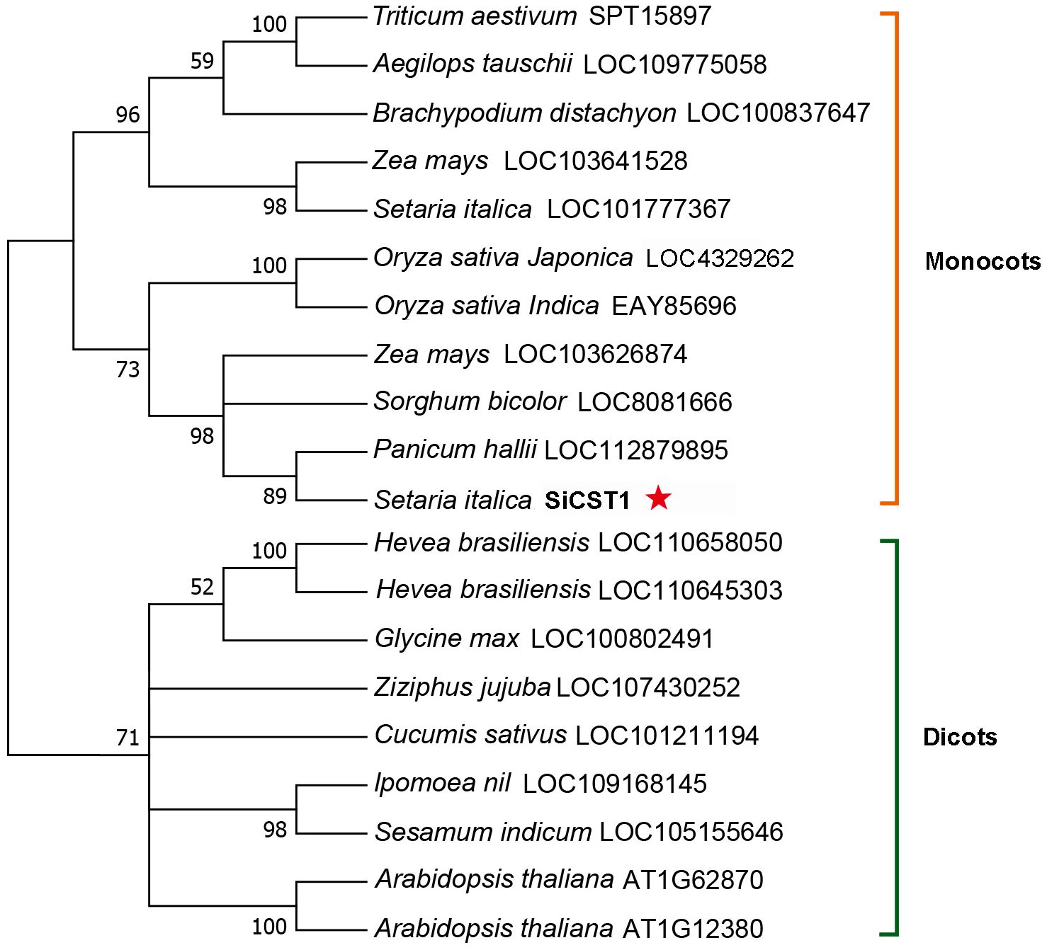 Phylogenetic tree depicting monocots and dicots, with bootstrap values on branches. Monocots include Triticum aestivum and Oryza sativa, while dicots include Hevea brasiliensis and Arabidopsis thaliana. Setaria italica SiCST1 is marked with a red star.
