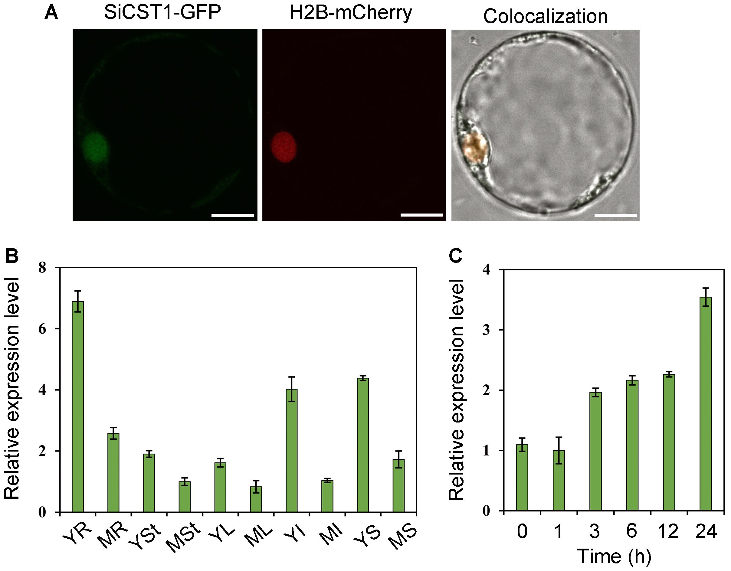 Panel A shows three images: fluorescent microscopy images of SiCST1-GFP (green) and H2B-mCherry (red), and a combined colocalization image with both signals in a cell. Panels B and C display bar graphs with relative expression levels. Panel B compares different samples labeled YR, MR, YSt, MSt, YL, ML, YI, MI, YS, and MS. Panel C shows expression levels over time intervals of zero, one, three, six, twelve, and twenty-four hours.