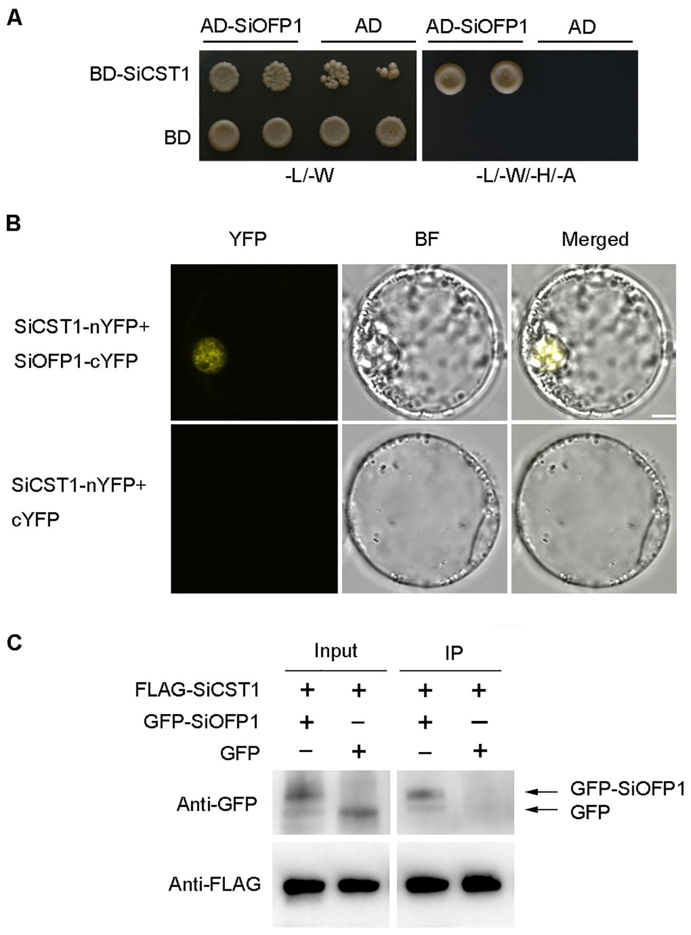 A. Yeast two-hybrid assay images showing interactions between SiCST1 and SiOFP1, with growth on selective media. B. Microscopy images showing yellow fluorescent protein (YFP) fluorescence in SiCST1-nYFP and SiOFP1-cYFP expressing cells, with bright field (BF) and merged views. C. Western blot analysis showing co-immunoprecipitation of FLAG-SiCST1 with GFP-SiOFP1, with anti-GFP and anti-FLAG antibodies used for detection.