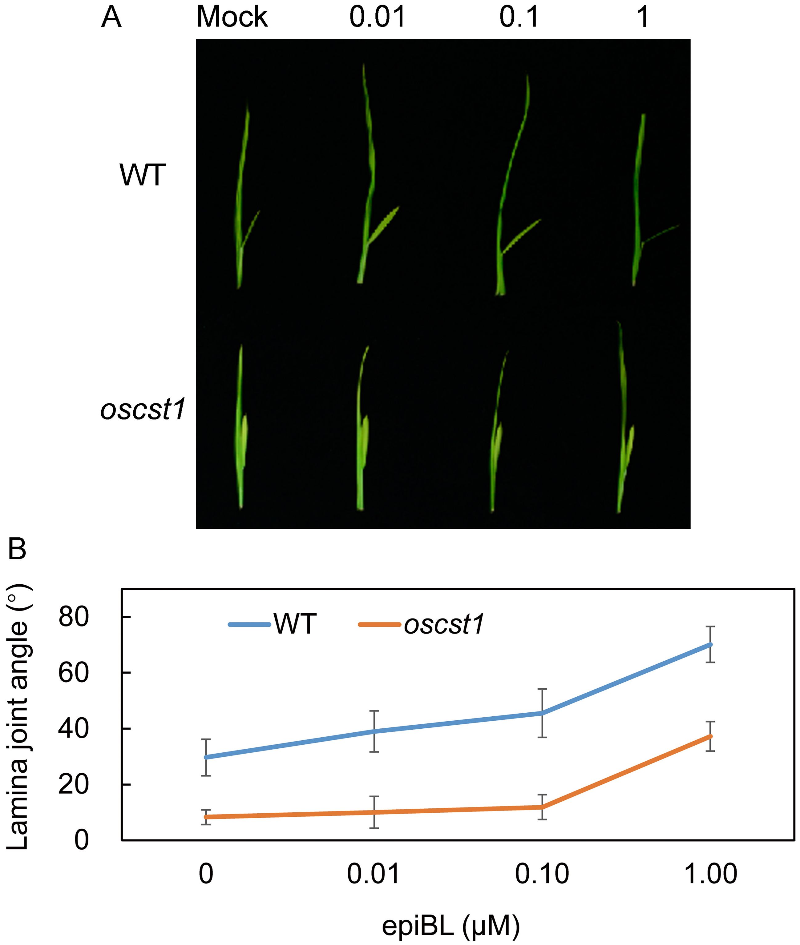 Panel A displays two rows of plant shoots, labeled WT and oscst1, under varying concentrations of epiBL: Mock, 0.01, 0.1, and 1 micromolar. Panel B is a line graph showing the lamina joint angle in degrees versus epiBL concentration, with WT in blue and oscst1 in orange. The WT shows a greater increase in angle compared to oscst1 as epiBL concentration increases. Error bars are included.