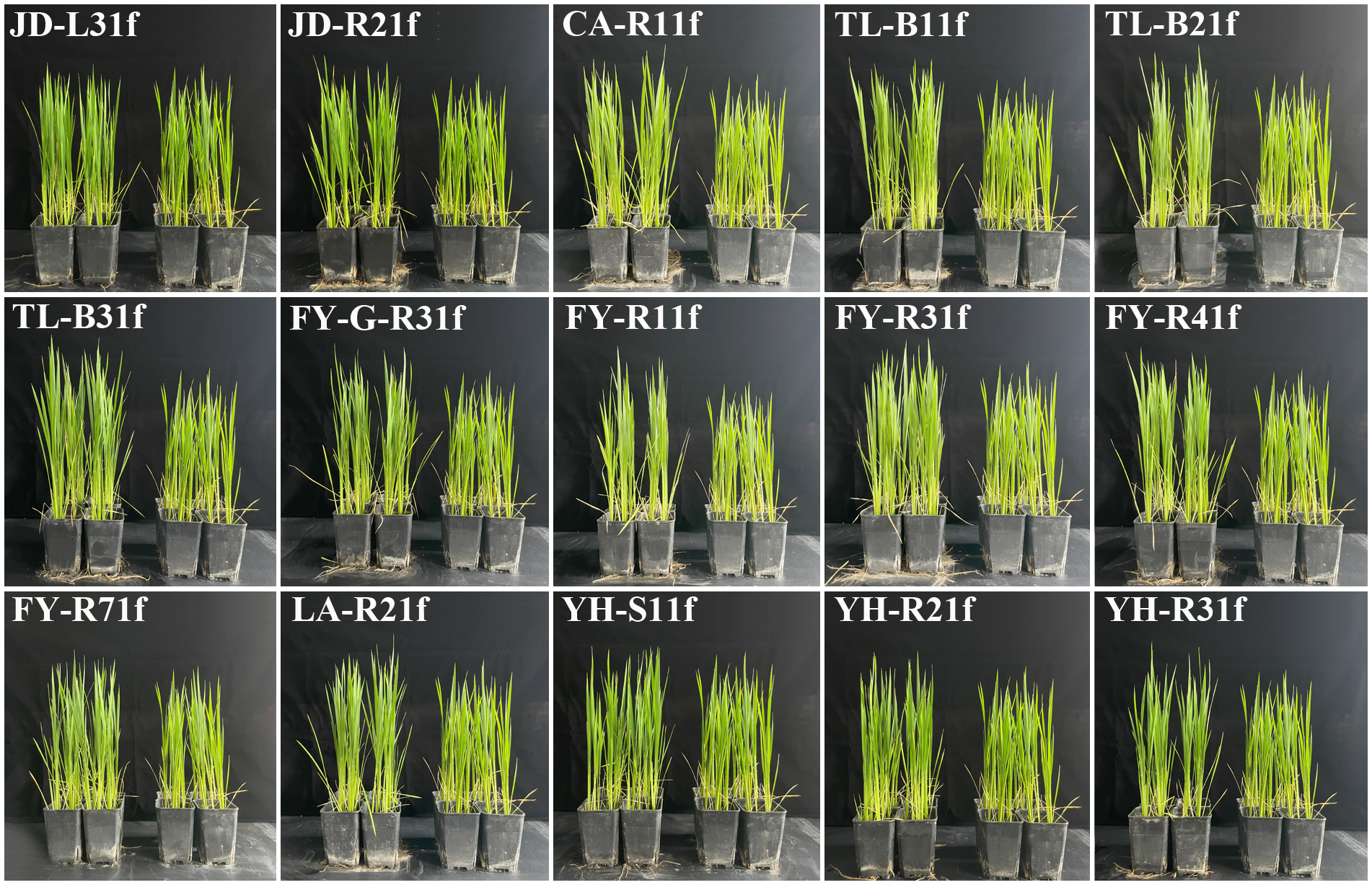 Fifteen potted rice plant groups arranged in a grid against a black background, each labeled individually, showing variations in height and density after fungal inoculation.