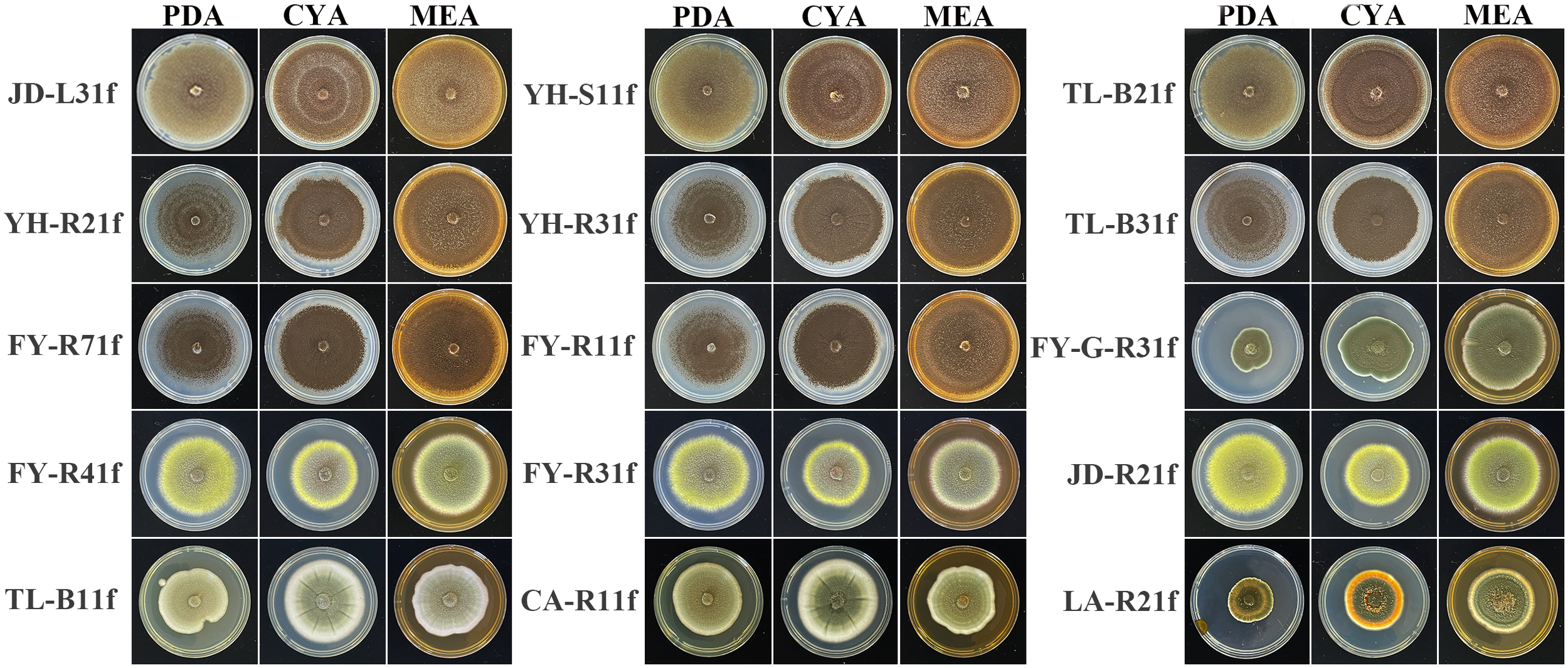 Petri dishes displaying fungal cultures on three different media: PDA, CYA, and MEA. The rows are labeled with different identifiers showing varying colony growth patterns and colors.