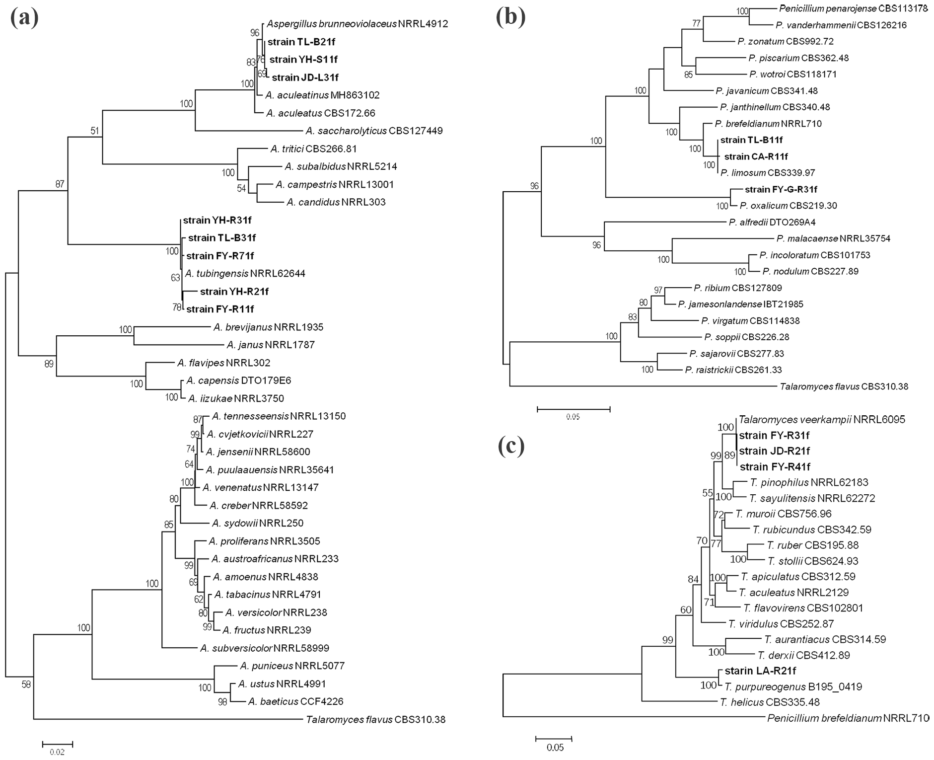 Phylogenetic trees showing the relationships among fungal strains. Panel (a) displays species within the genus Aspergillus, panel (b) within Penicillium, and panel (c) within Talaromyces. Bootstrap values represent branch support.