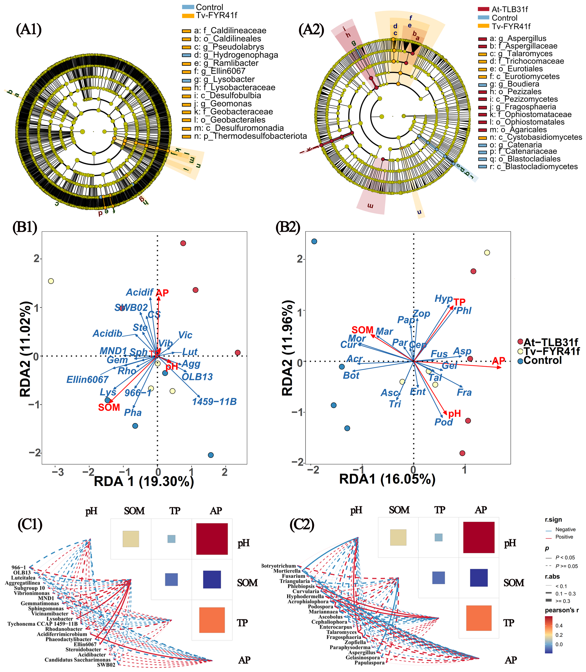 Circular phylogenetic trees (A1, A2) illustrate microbial diversity, highlighting different bacterial and fungal taxa with color-coded sections for control and treatment groups. RDA plots (B1, B2) show ordination of samples based on environmental variables, with arrows indicating directions of influence. Correlation networks (C1, C2) display relationships among variables, with line thickness indicating strength. Color keys explain correlations, significance, and taxa.