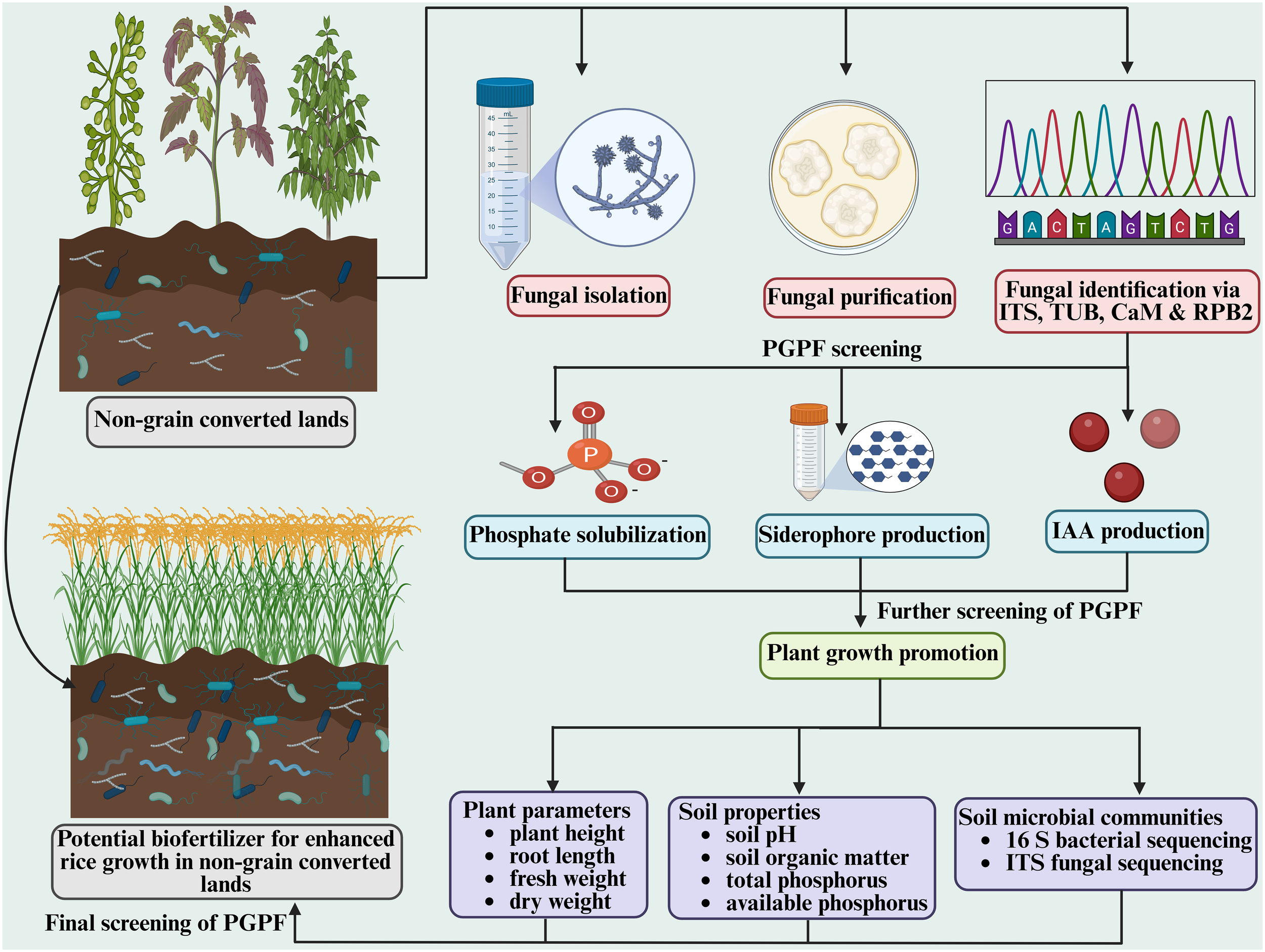 Flowchart illustrating the process of developing a biofertilizer for non-grain converted lands. It starts with fungal isolation, purification, and identification using ITS, TUB, CaM, and RPB2. Screening tests for phosphate solubilization, siderophore, and IAA production are conducted. Plant growth promotion is further screened. Final steps involve evaluating plant parameters (height, root length, weight), soil properties (pH, organic matter, phosphorus), and microbial communities (bacterial and fungal sequencing) for enhanced rice growth.