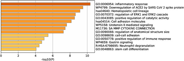 Bar chart depicting various biological processes and pathways with their corresponding -log10(p) values. The highest value is for the inflammatory response, followed by downregulation of ACE2 by SARS CoV 2 spike protein, hematopoietic cell lineage, and regulation of ERK1 and ERK2 cascade. Other processes include positive regulation of catalytic activity, cell adhesion molecules, and stem cell differentiation, among others. Color intensity of the bars ranges from dark to light orange, corresponding to the significance levels.
