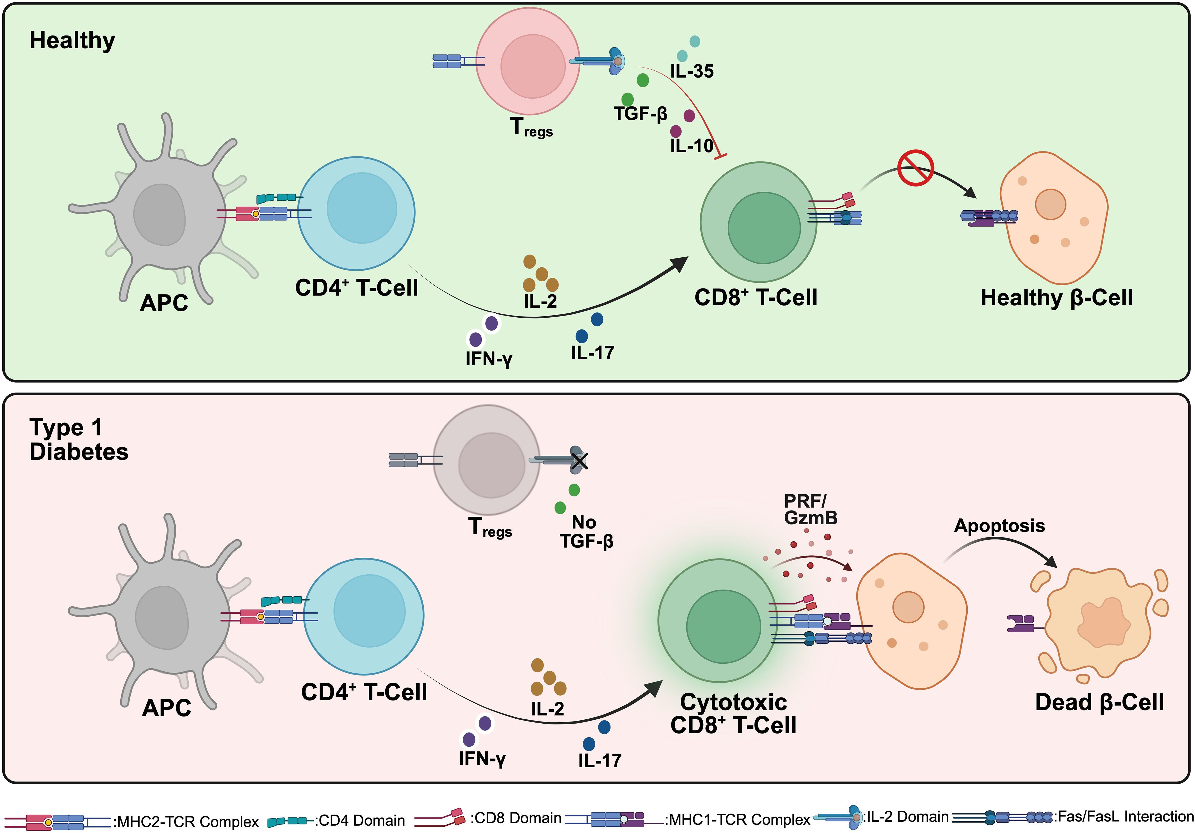Diagram comparing immune responses in healthy individuals versus those with Type 1 Diabetes. In healthy individuals, CD4+ T-cells interact with APCs, leading to CD8+ T-cell activation without affecting healthy β-cells. In Type 1 Diabetes, CD8+ T-cells attack and destroy β-cells, resulting in apoptosis. Key molecules, such as IL-2, TGF-β, and IFN-γ, are illustrated with interactions and effects. Each section highlights differences in immune regulation and β-cell outcomes.
