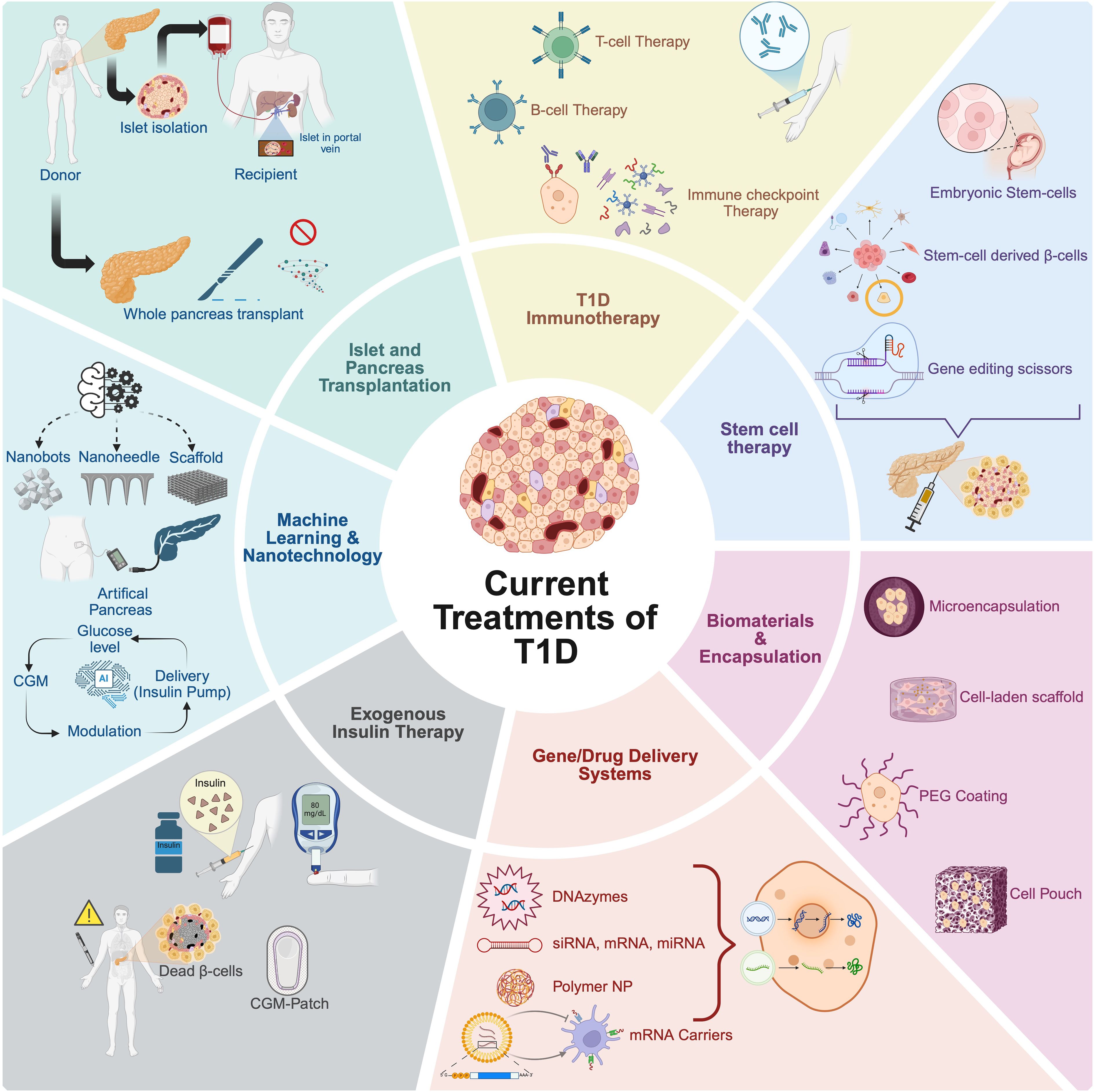 Diagram illustrating current treatments for Type 1 Diabetes (T1D), divided into sections: Islet and Pancreas Transplantation, T1D Immunotherapy, Stem Cell Therapy, Biomaterials and Encapsulation, Gene/Drug Delivery Systems, Exogenous Insulin Therapy, and Machine Learning & Nanotechnology. Each section highlights various methods and technologies, like T-cell therapy, stem cell-derived beta cells, microencapsulation, and artificial pancreas systems. Central area labeled “Current Treatments of T1D” features a stylized depiction of cells.