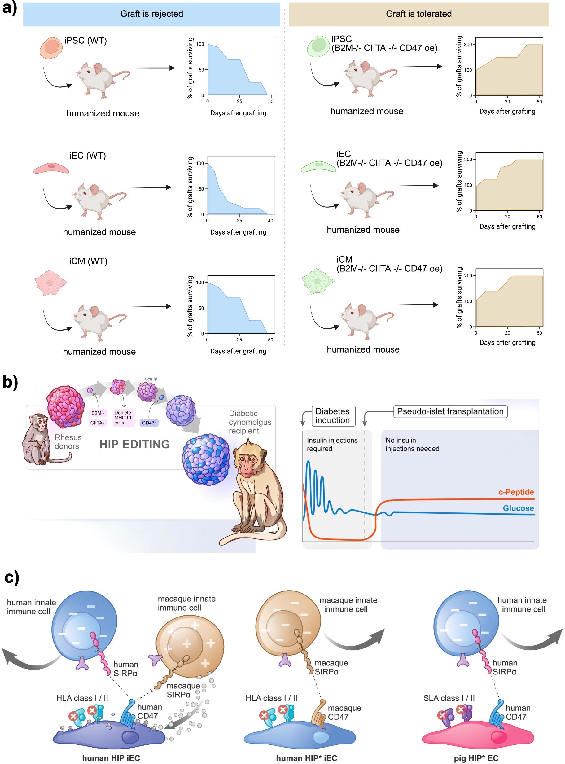 Diagram illustrating graft rejection and tolerance in mice, HIP editing process in monkeys, and immune interaction with human and pig cells. Part a shows graft rejection with notable cell types iPSC, iEC, and iCM, alongside survival graphs; tolerable grafting is also shown. Part b details HIP editing, involving rhesus donors and diabetic monkey recipients, with a glucose and c-peptide graph post pseudo-islet transplantation. Part c compares innate immune cell interactions with human and pig cells, showing differences in SIRPα and CD47 expressions.