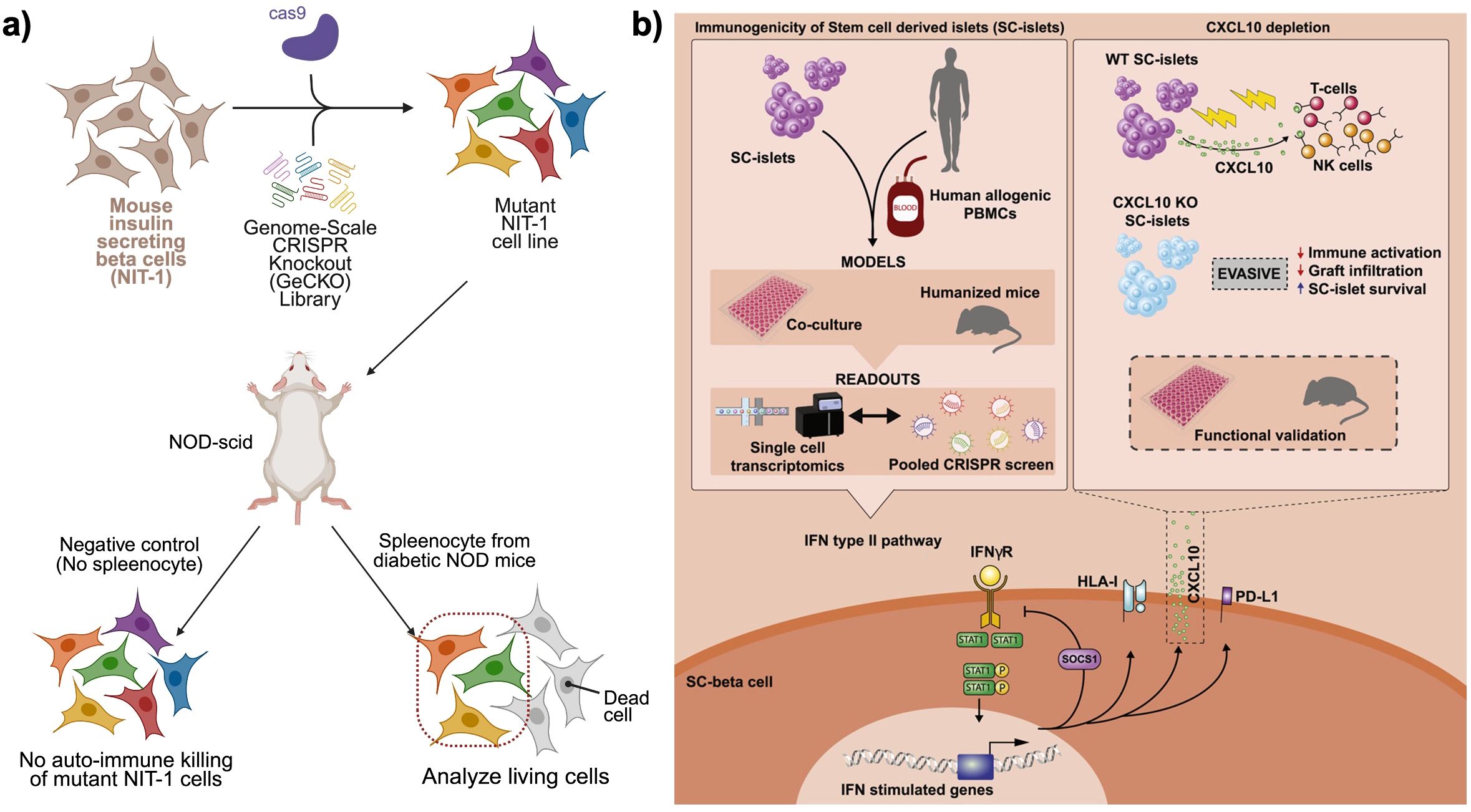 Diagram depicting two different CRISPR-screening approaches. Panel a) shows the creation of mutant NIT-1 cell lines through a CRISPR knockout library. These cells are tested on NOD-scid mice, with no autoimmune killing noted in the absence of splenocytes. Panel b) focuses on the immunogenicity of stem cell-derived islets (SC-islets), comparing wild type and CXCL10 knockout islets in humanized models, assessing immune response, and graft survival. The lower section illustrates the IFN type II pathway's role in immune activation and SC-islet interactions, involving markers like HLA-I and PD-L1.