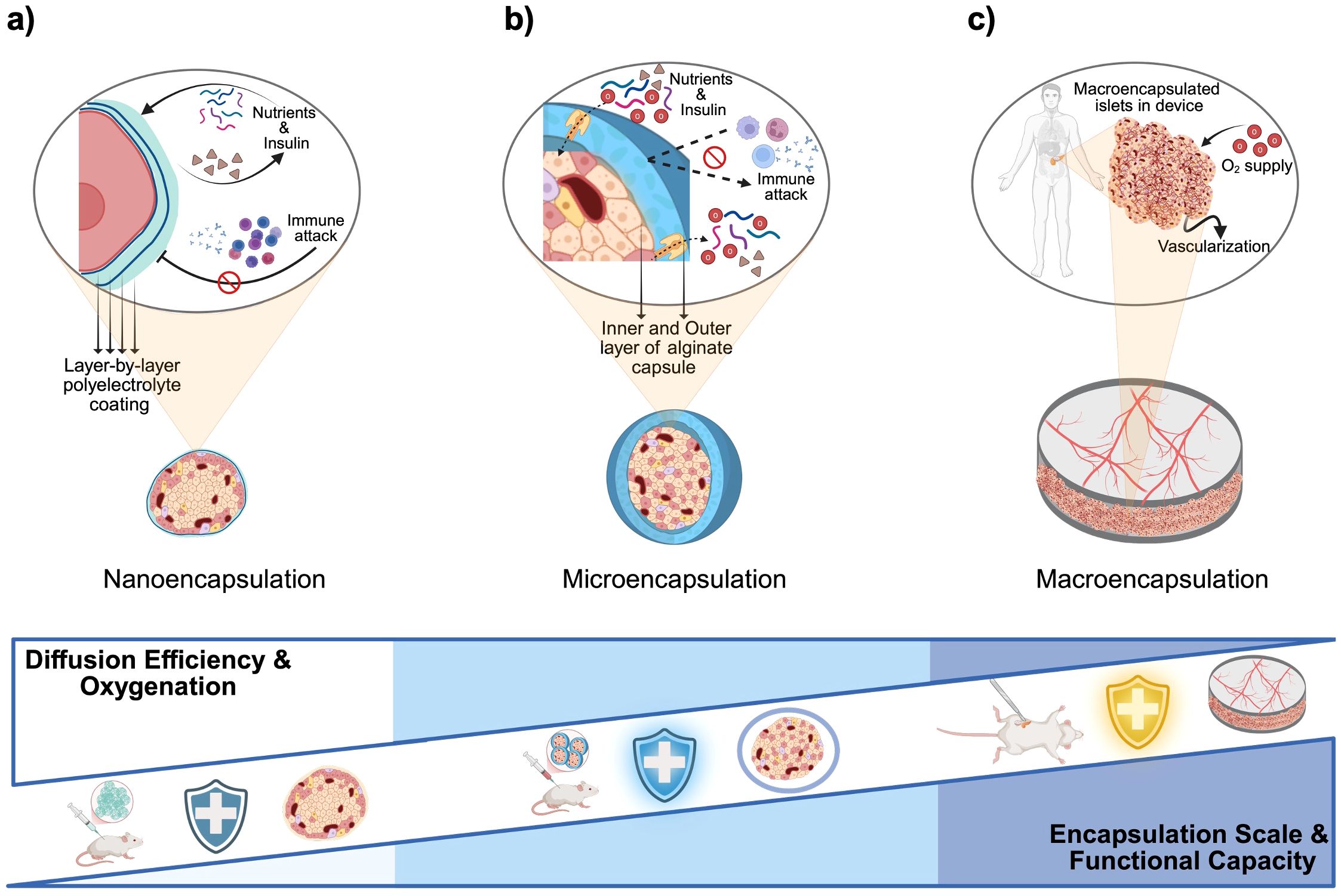 Diagram illustrating encapsulation methods: (a) Nanoencapsulation with a polyelectrolyte coating allows nutrient and insulin exchange while preventing immune attack. (b) Microencapsulation uses alginate capsules for similar protection and exchange. (c) Macroencapsulation involves vascularization in a device for oxygen supply. A schematic below compares diffusion efficiency, oxygenation, encapsulation scale, and functional capacity across methods, depicted with icons of shields, mice, and encapsulated cells.