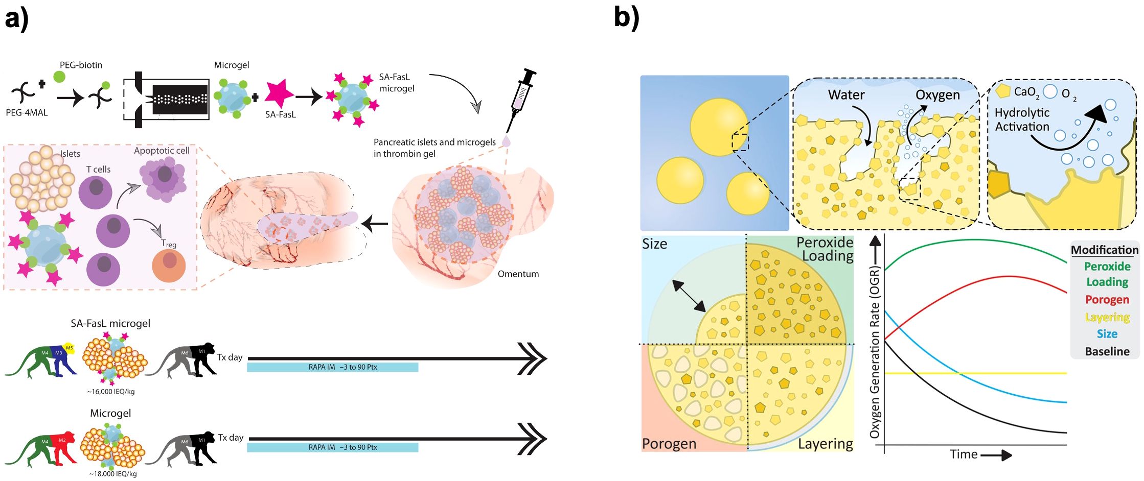 Illustration depicting a microgel formation process and application. Panel a shows the synthesis of SA-FasL microgels and their use in delivering pancreatic islets to an omentum, detailing interactions with immune cells and apoptotic cells. Panel b illustrates the microgel's oxygen generation process through water interaction, featuring diagrams of size, peroxide loading, porogen, and layering effects on oxygen generation rate (OGR) over time. A chart contrasts various modifications affecting OGR alongside a legend indicating different modification methods.