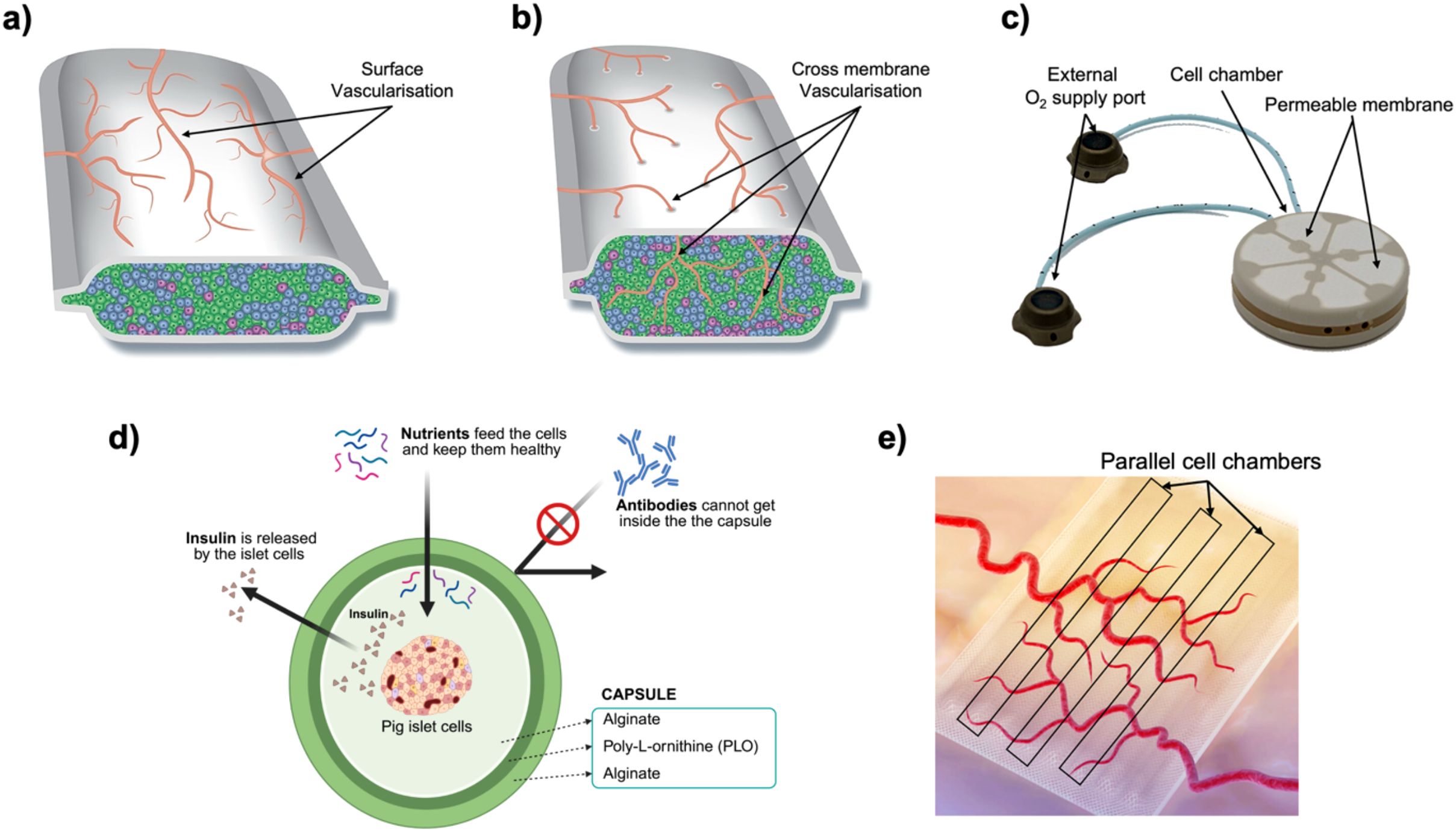 Diagram with five panels illustrating concepts of vascularization and cellular encapsulation: a) Cross-section showing surface vascularization with blood vessels around a cell capsule. b) Cross-section with cross-membrane vascularization, indicating vessels penetrating the membrane. c) Illustration of a cell chamber with external oxygen supply ports and permeable membrane. d) Diagram of a capsule with pig islet cells, showing insulin release and nutrient flow, while blocking antibodies. e) Image of parallel cell chambers with vessels overlayed. The diagrams explain methods for enhancing nutrient delivery and protecting cells.