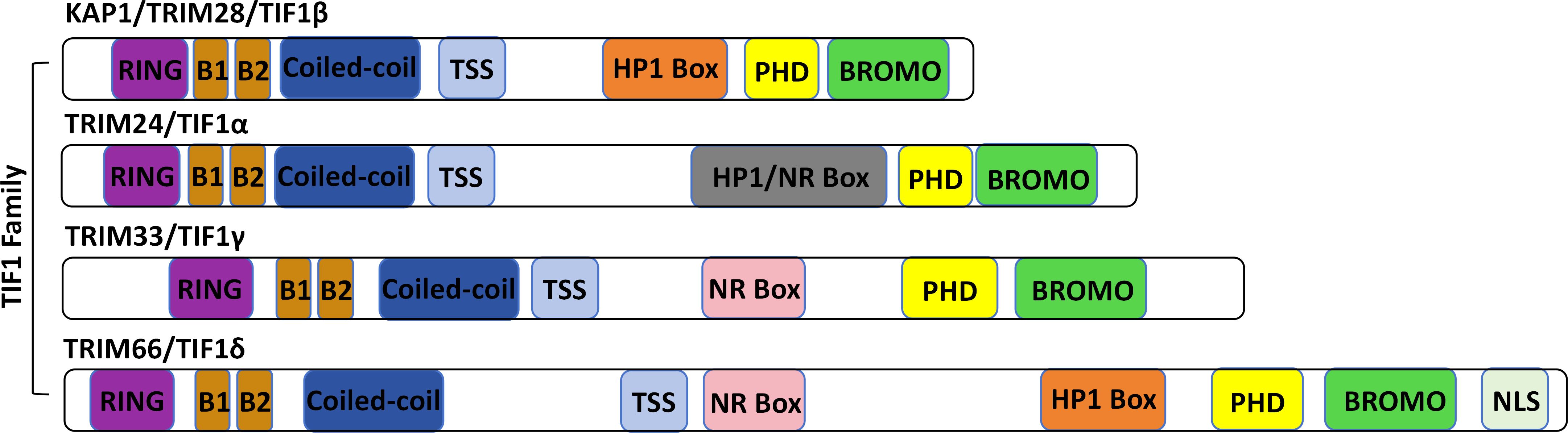 Diagram of the TIF1 family showing four protein structures: KAP1/TRIM28/TIF1β, TRIM24/TIF1α, TRIM33/TIF1γ, and TRIM33/TIF1δ. Each structure contains labeled domains: RING, B1, B2, Coiled-coil, TSS, NR Box, HP1 Box, PHD, BROMO, and NLS, with variations in color for each domain.